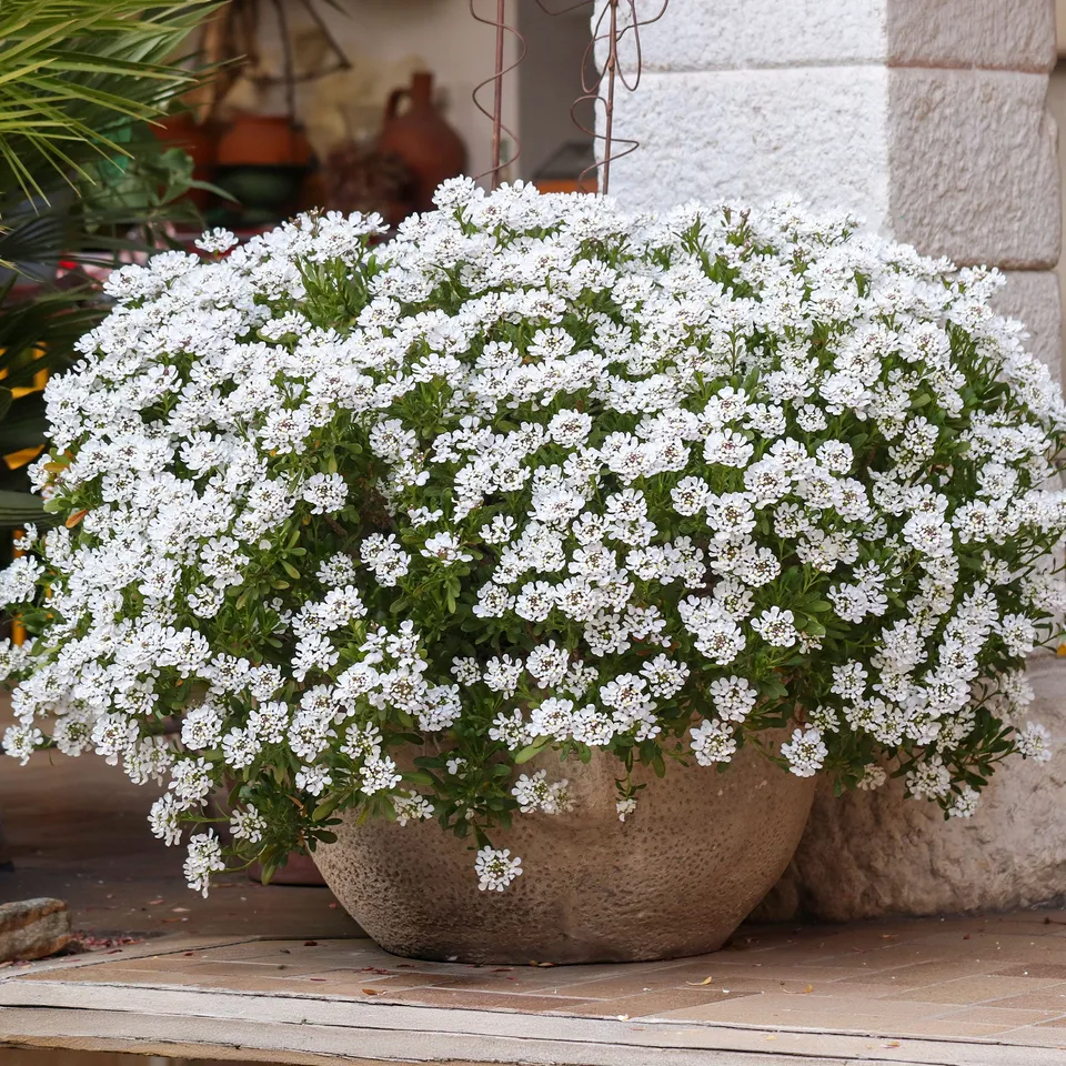 Bakker Schneeflocke corbeille d'argent vivace pot 8cm blanc
