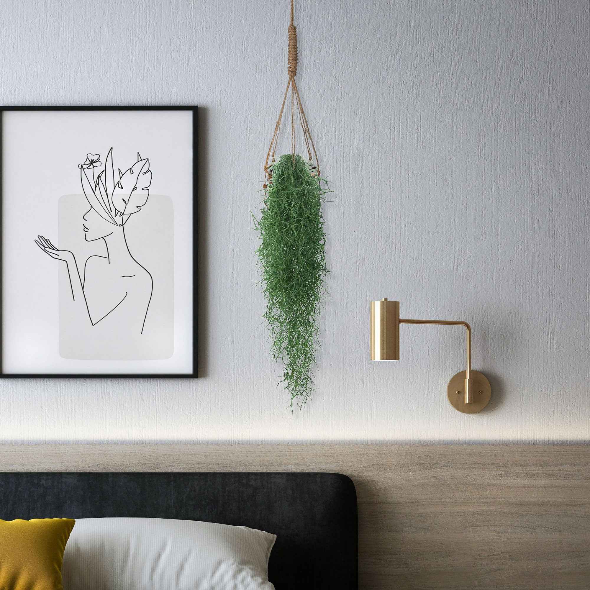 Bakker Tillandsia usneoides bromélia suspendue 40-60cm