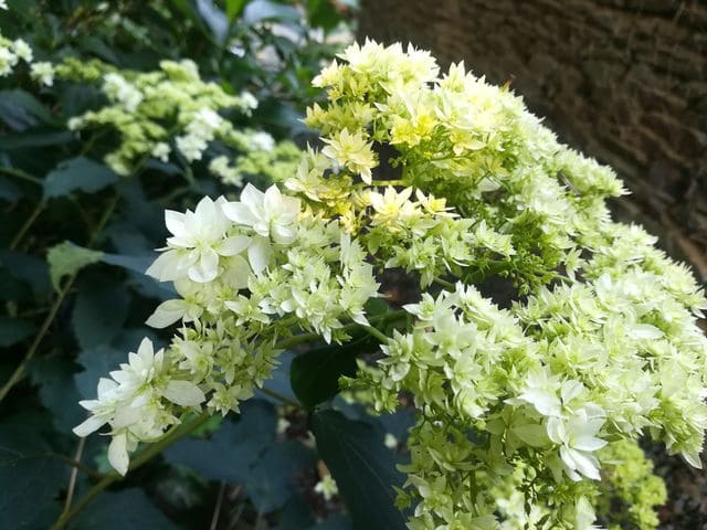 Les Hortensias du Haut Bois Hayes Starburst hortensia blanc doubles