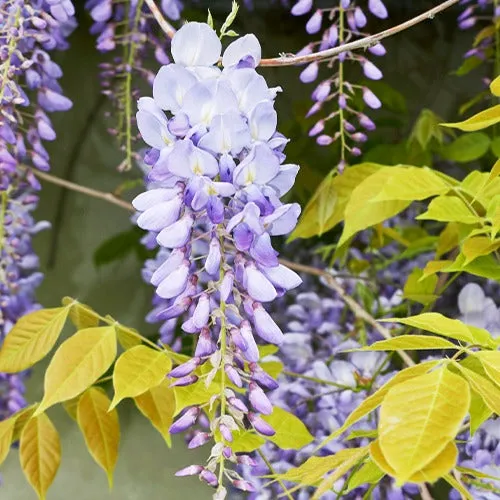Bakker Glycine bleue sur tige pot 2L fleurs violettes