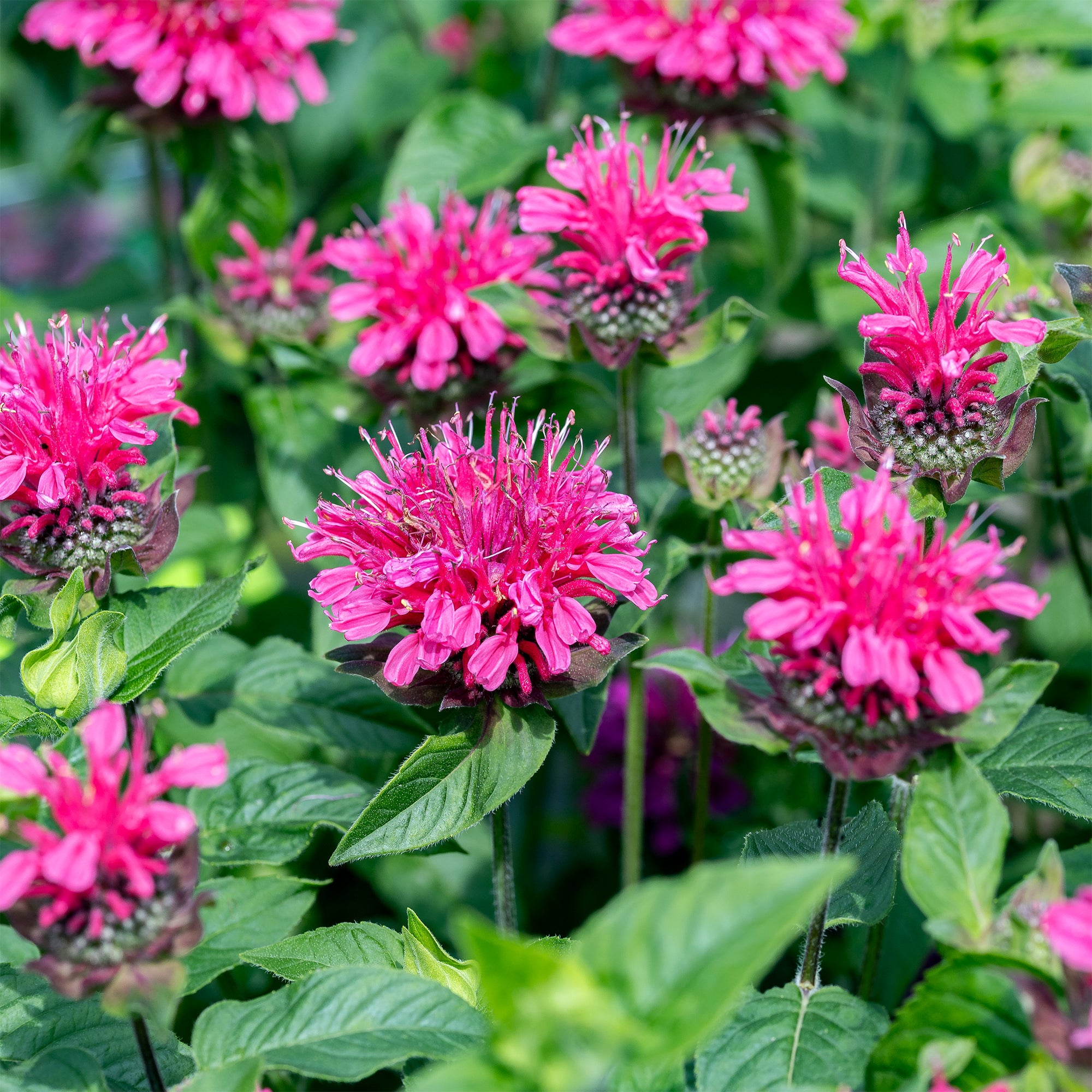 Bakker Monarde Pink Lace vivace pot Ø 9cm rose