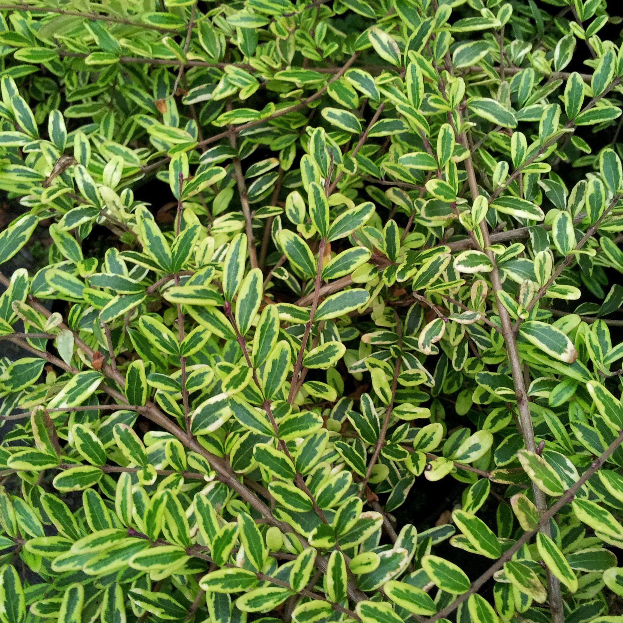 Bakker Plantes d'extérieur Lemon Beauty chèvrefeuille godet 9cm