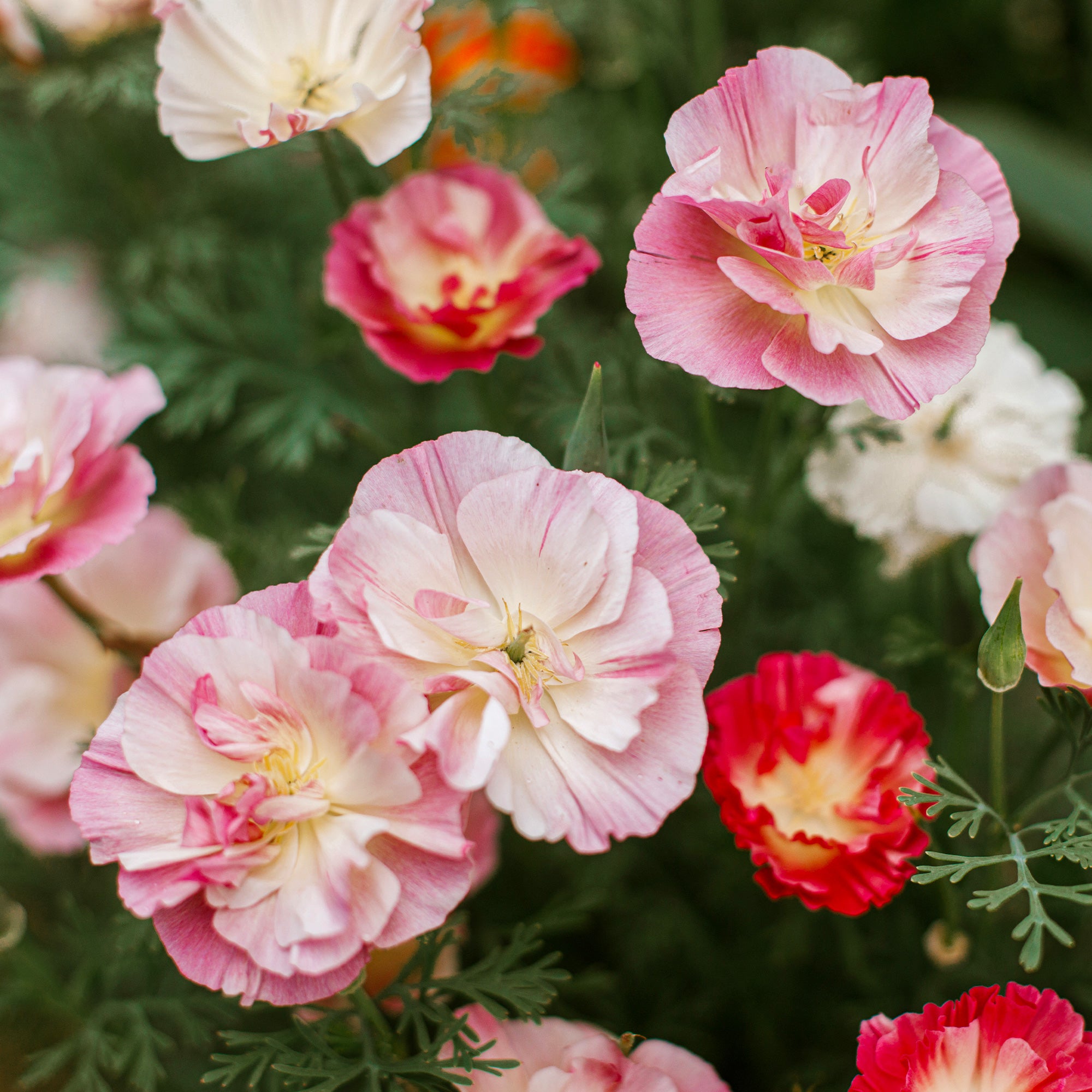 Bakker Pavot Californie Appleblossom graines 0,2g rose double