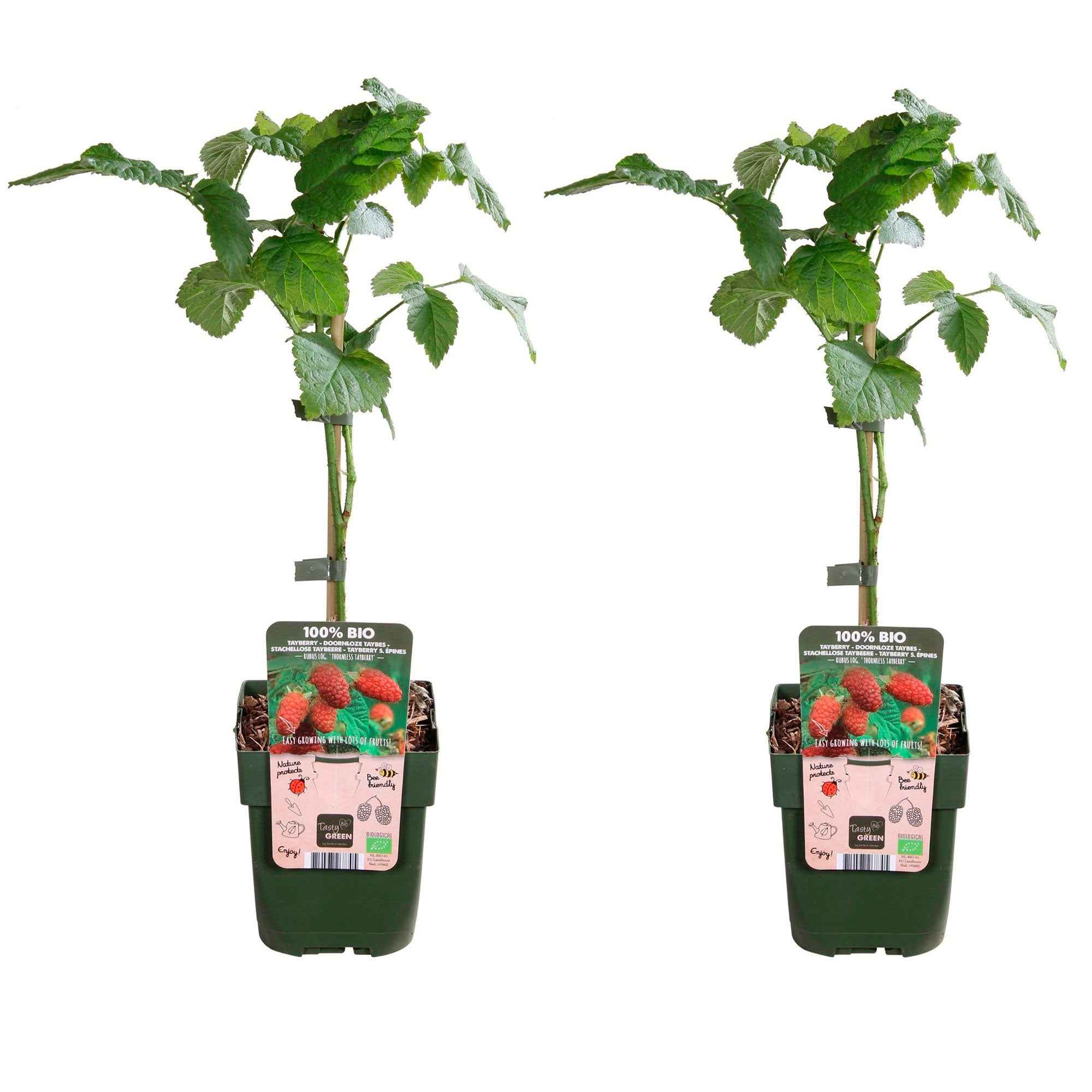 Bakker Tayberry mûre-framboise racine nue autof fertile