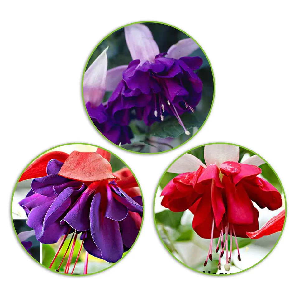 Bakker 3 Fuchsias mélange Seventh Heaven fuchsia 3 pots 9cm