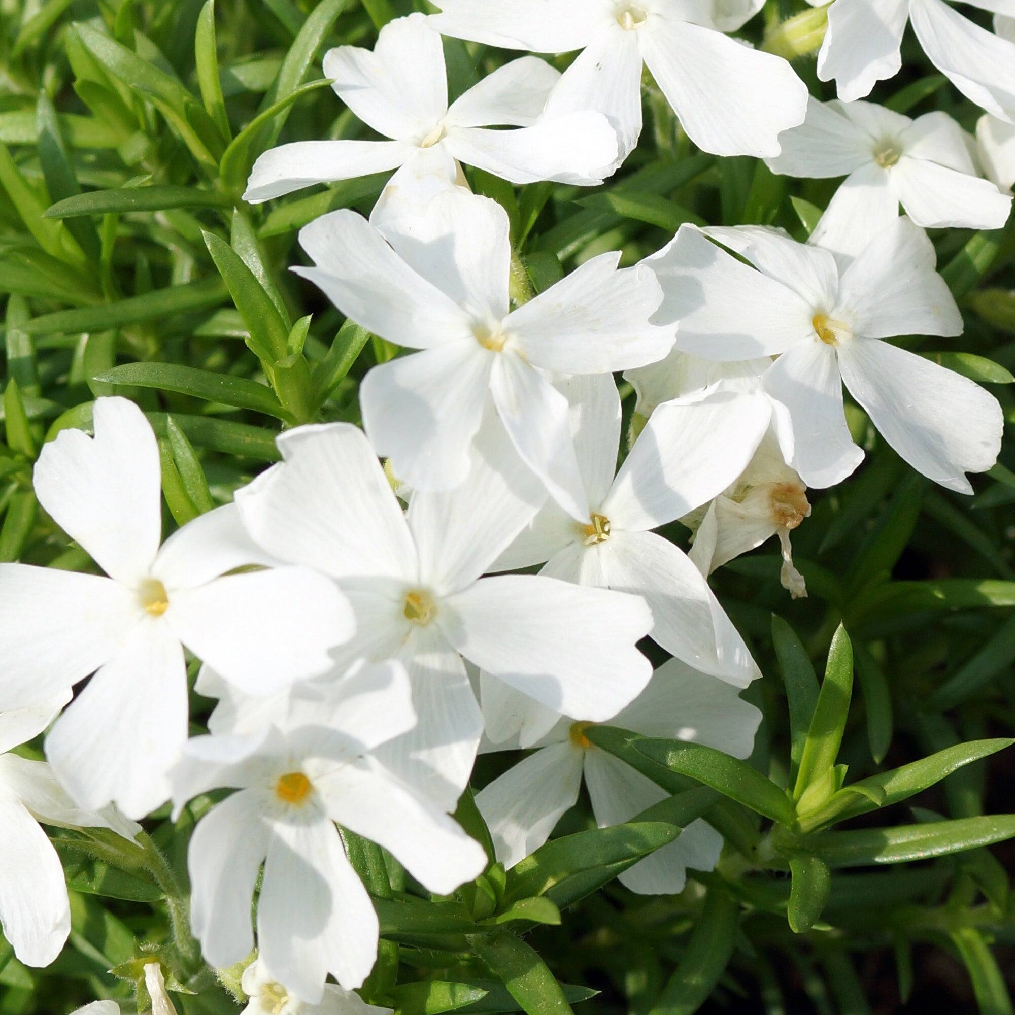 Bakker Phlox mousse White Delight plante vivace pot Ø 9cm blanc