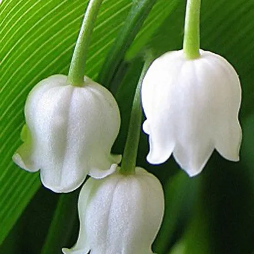 Bakker Muguet Bridal Choice grandes fleurs plante pot Ø9cm
