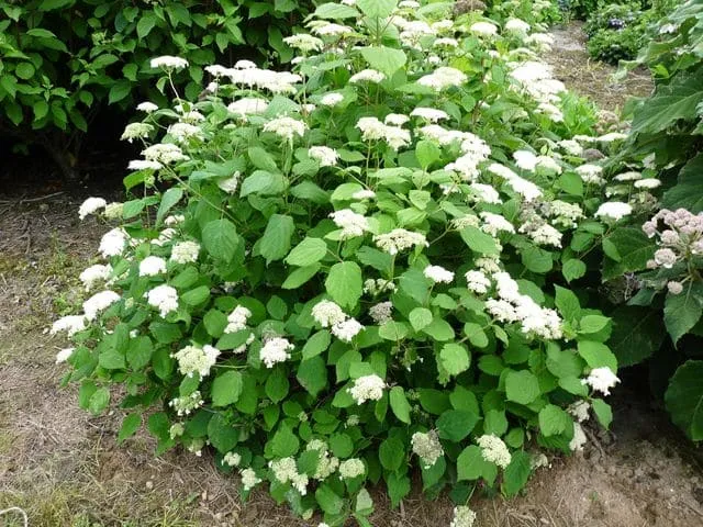 Les Hortensias du Haut Bois Hills of Snow hortensia blanc boule