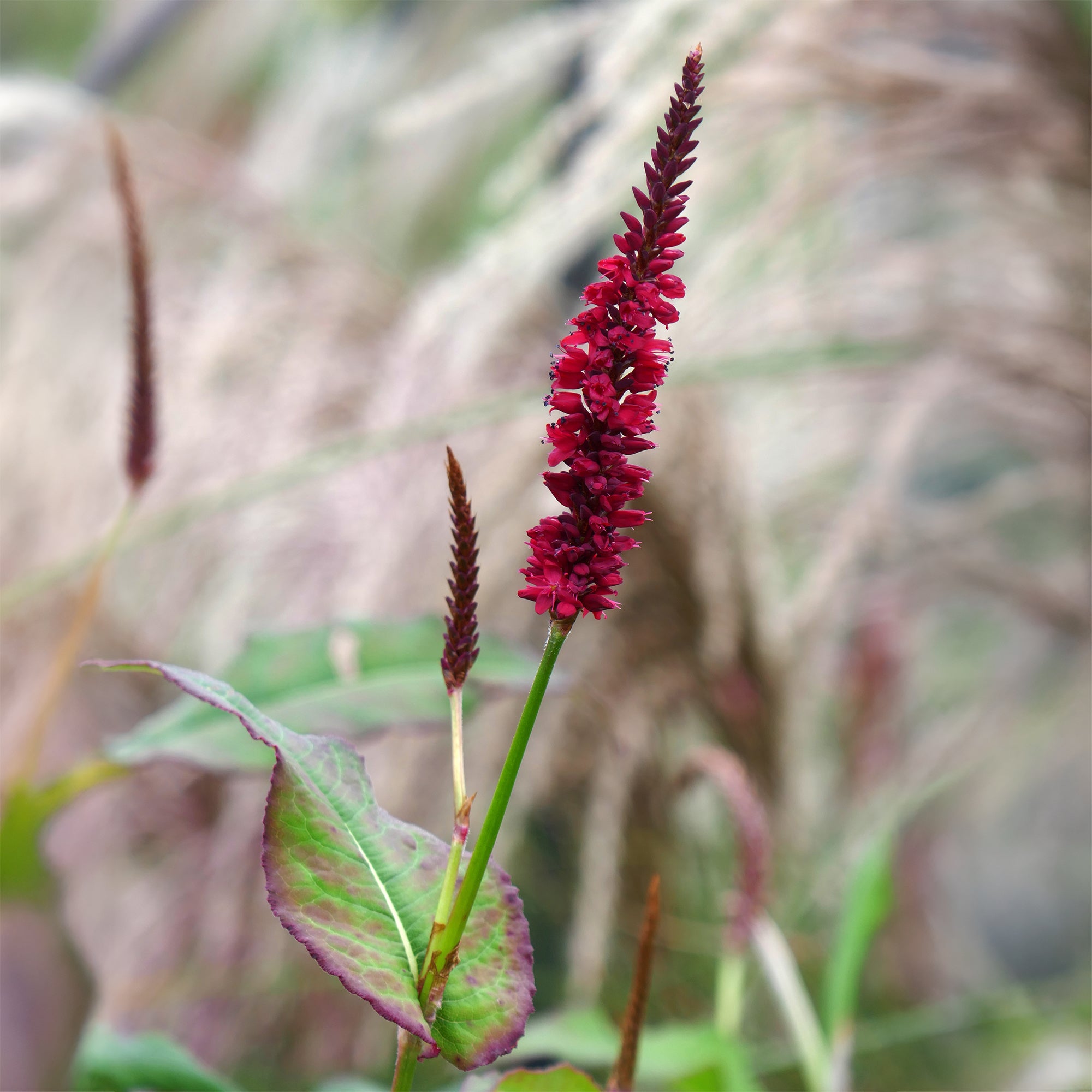 Bakker Renouée Blackfield plante vivace pot 9cm fleur rouge