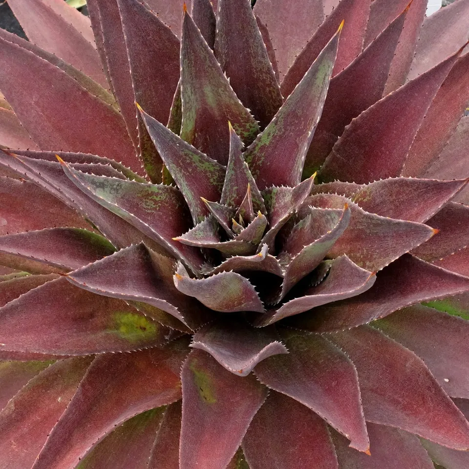 Bakker Mangave Redwing plante vivace pot 11cm pourpre