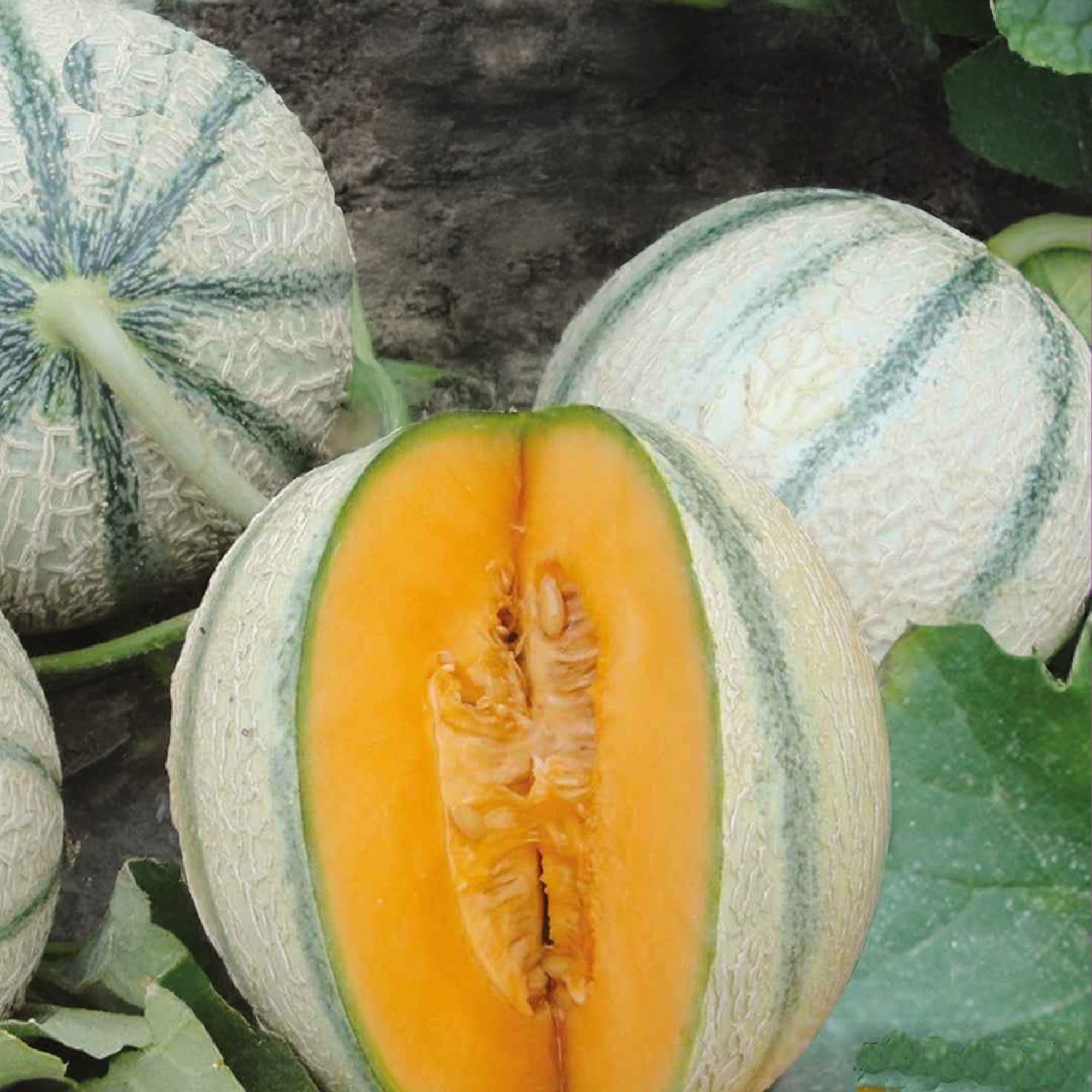 Bakker Melon Charentais Artemi's F1 graines 8 graines