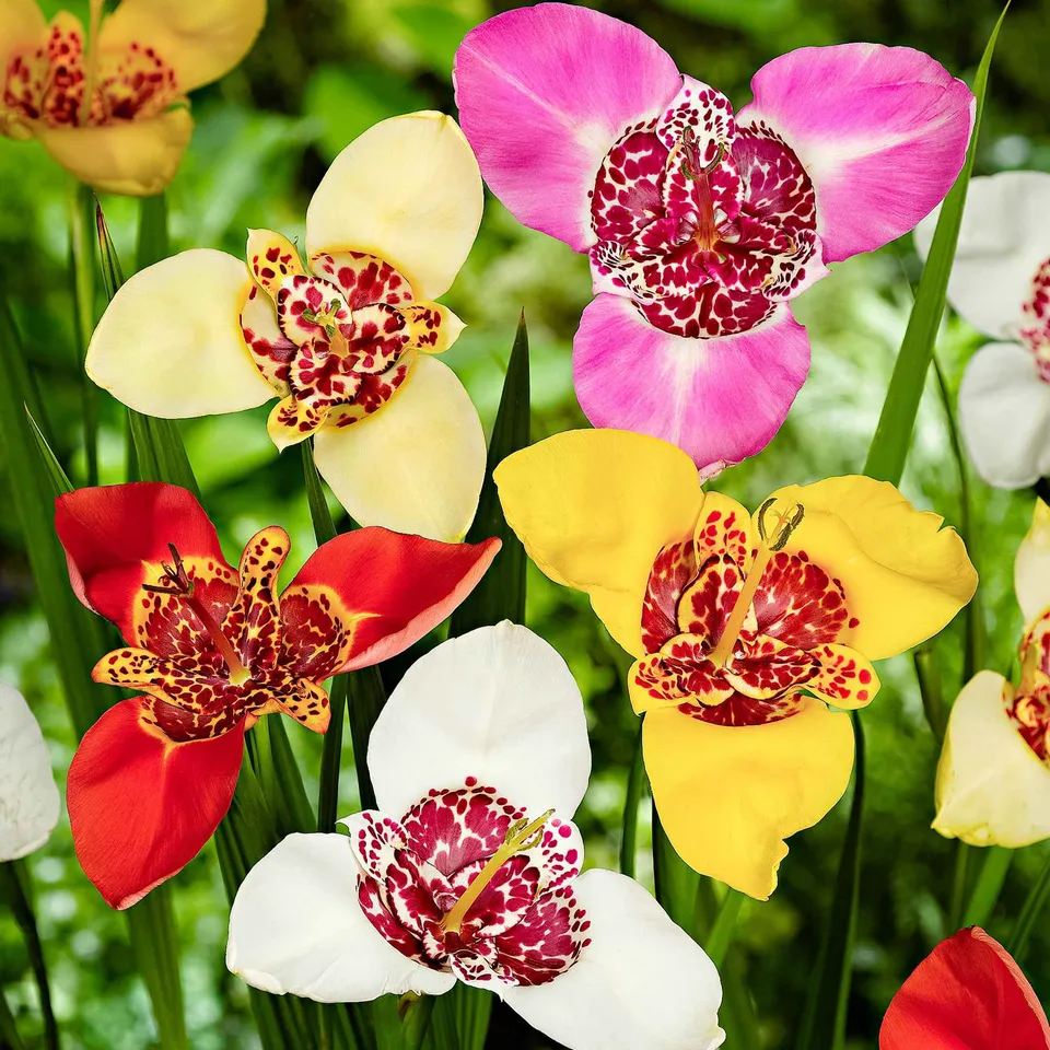 Bakker Oeil-de-paon en mélange bulbes à fleurs sachet 10 bulbes