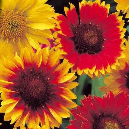 Bakker Potager Gaillarde vivace mélange sachet 0.4g soleil