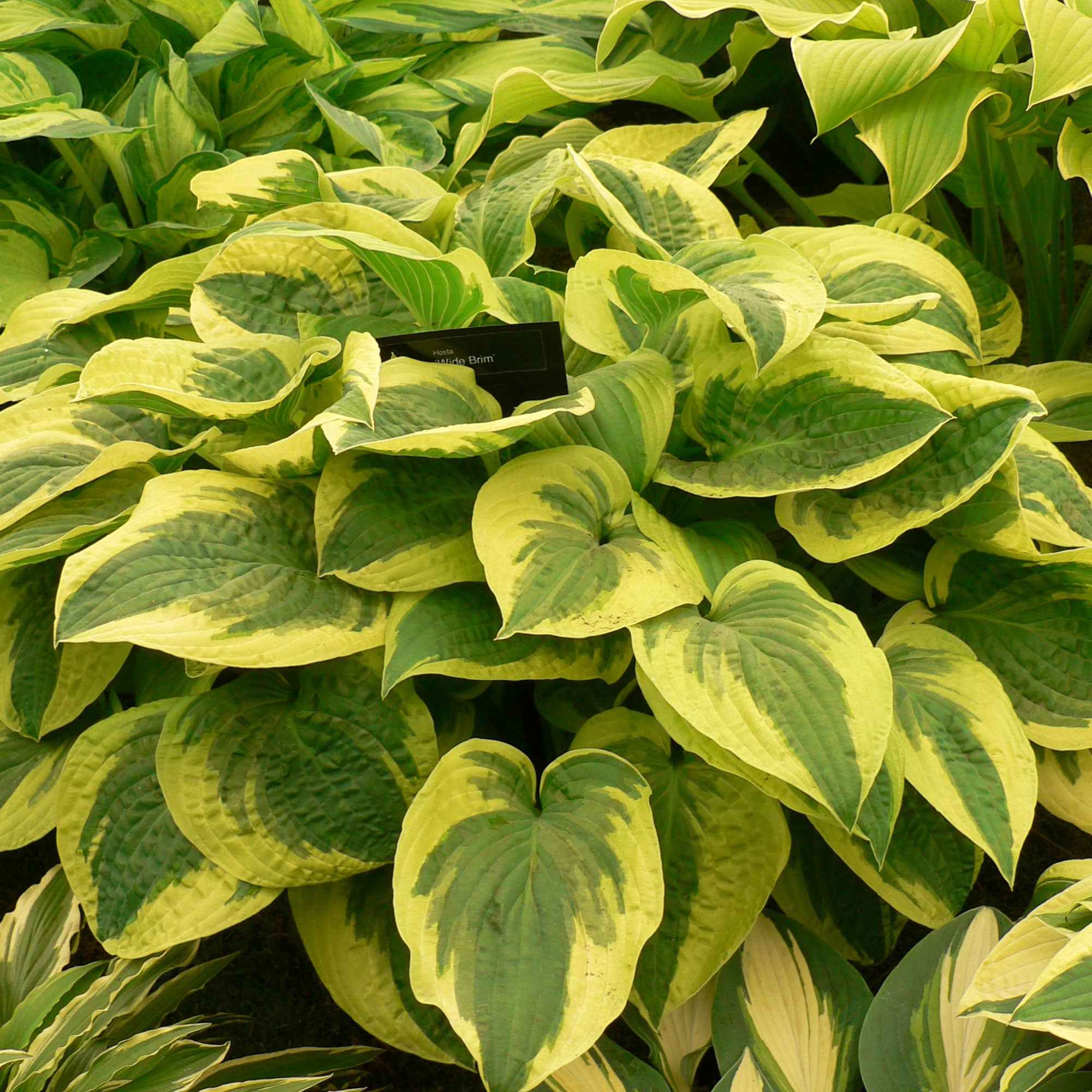 Bakker Vivaces Hosta Wide Brim plante pot Ø9cm panaché