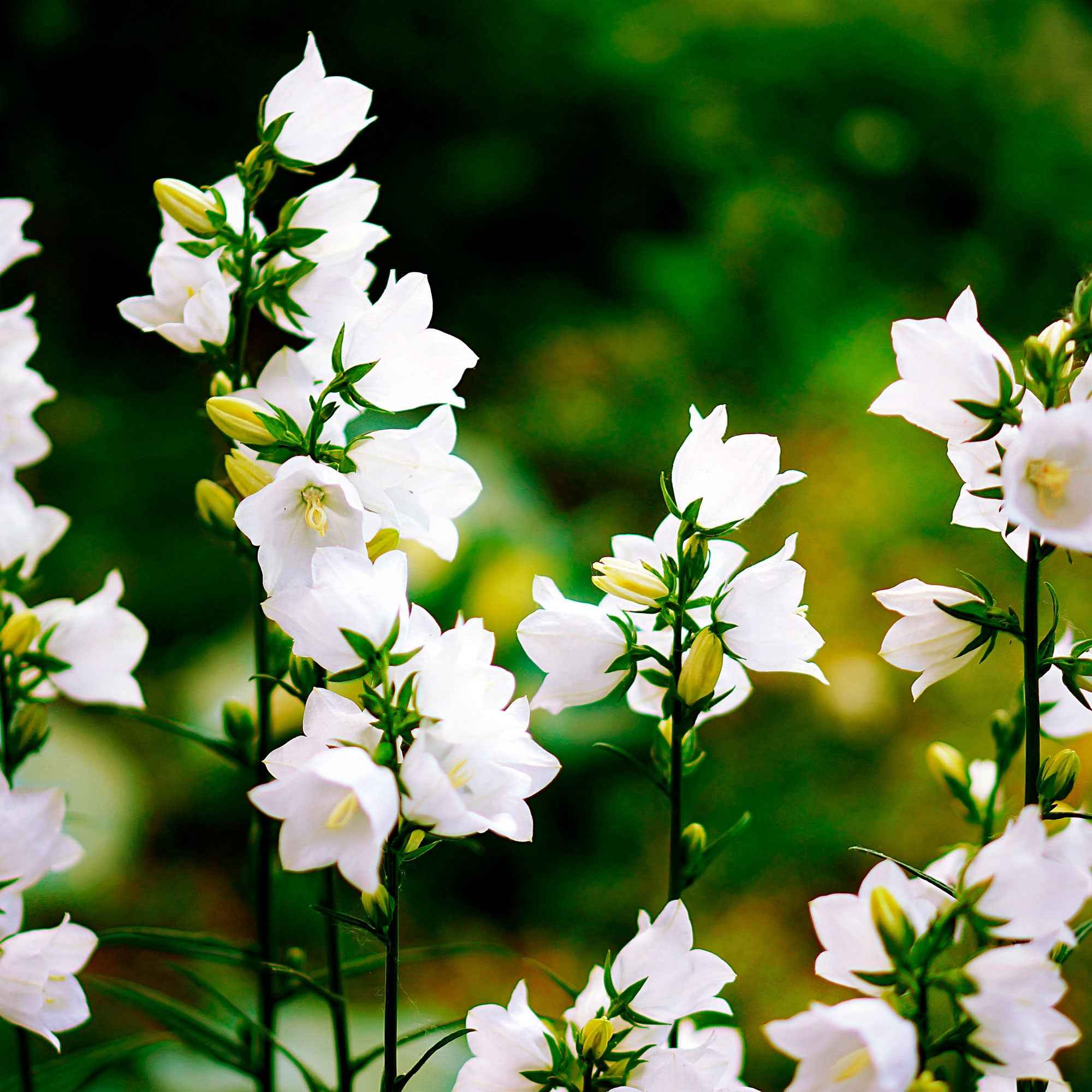 Bakker Vivaces Campanule Carpates Alba fleur pot Ø9cm blanche