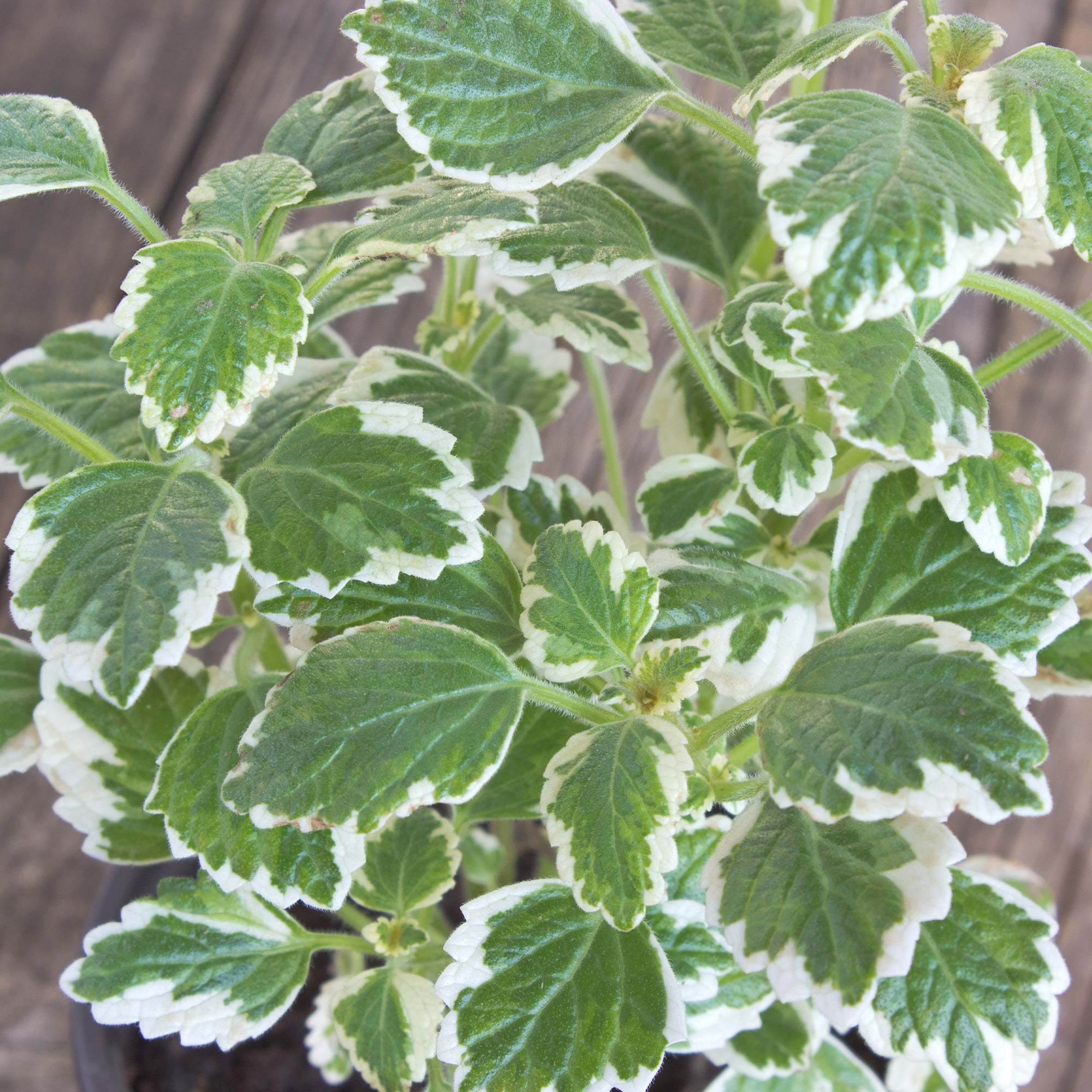 Bakker Plectranthus bicolore vert blanc plante pot Ø10,5cm ombre