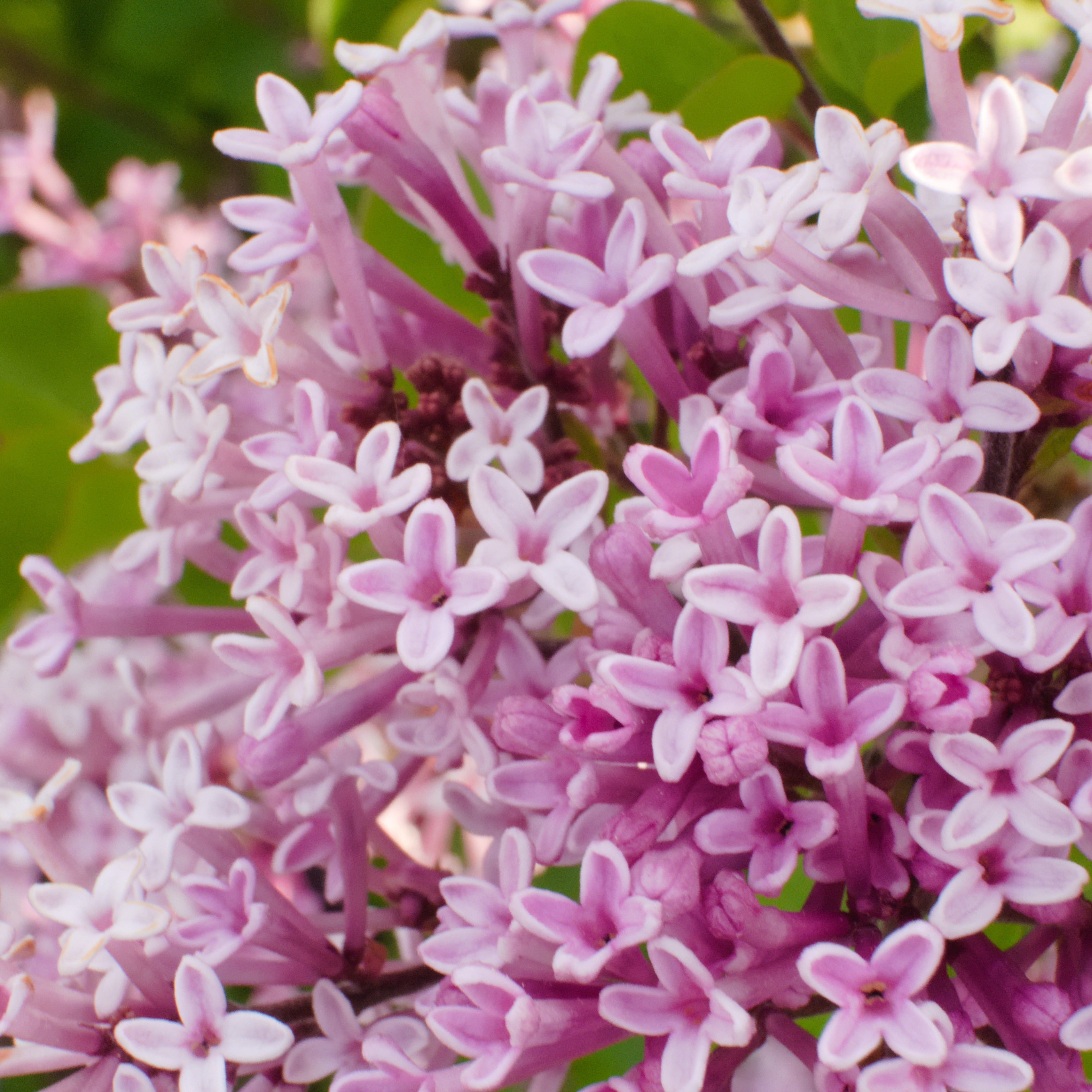Bakker Lilas nain Palibin arbuste tige 60cm pot 3L rose parfumé