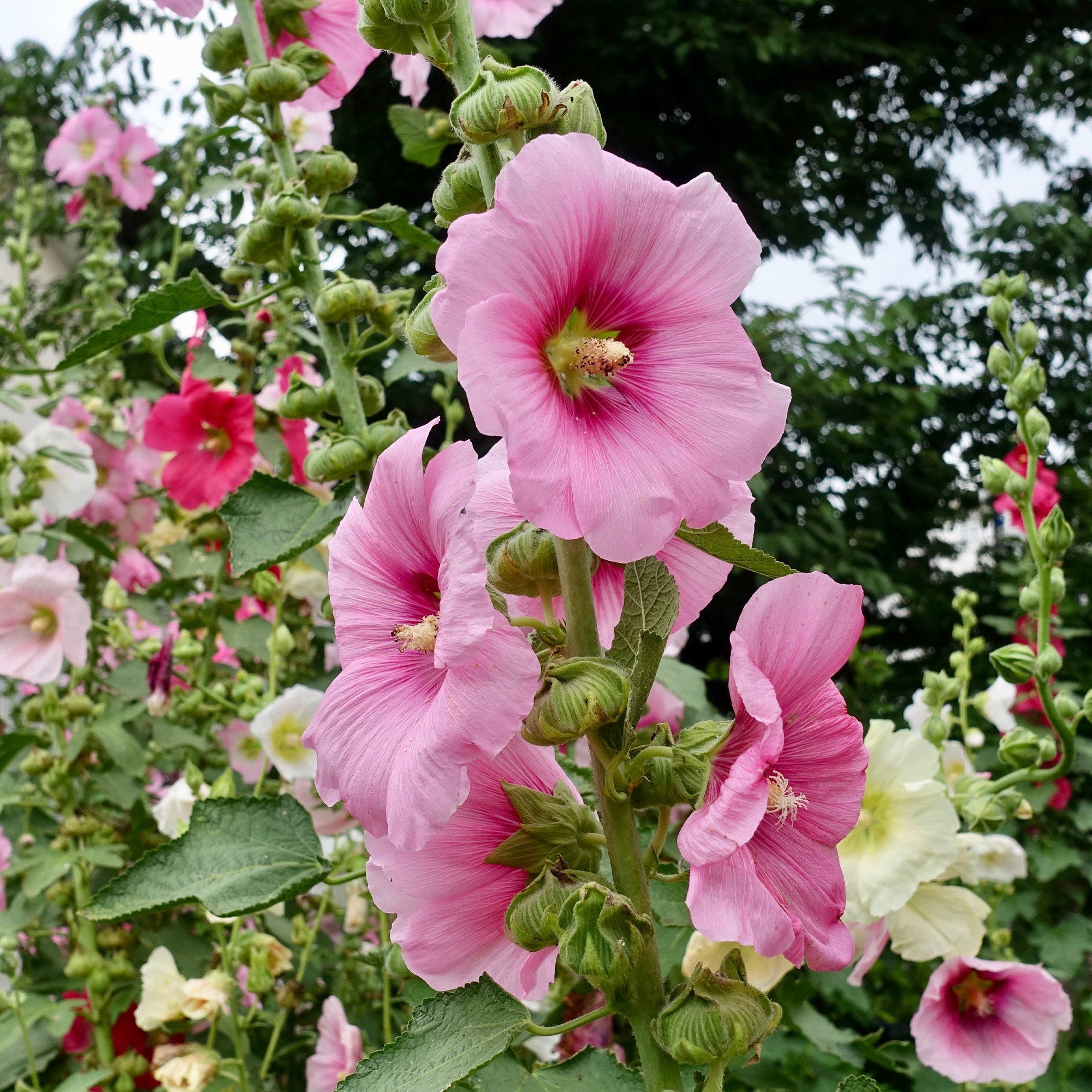 Bakker Rose trémière Alcea rosea pot 8cm soleil