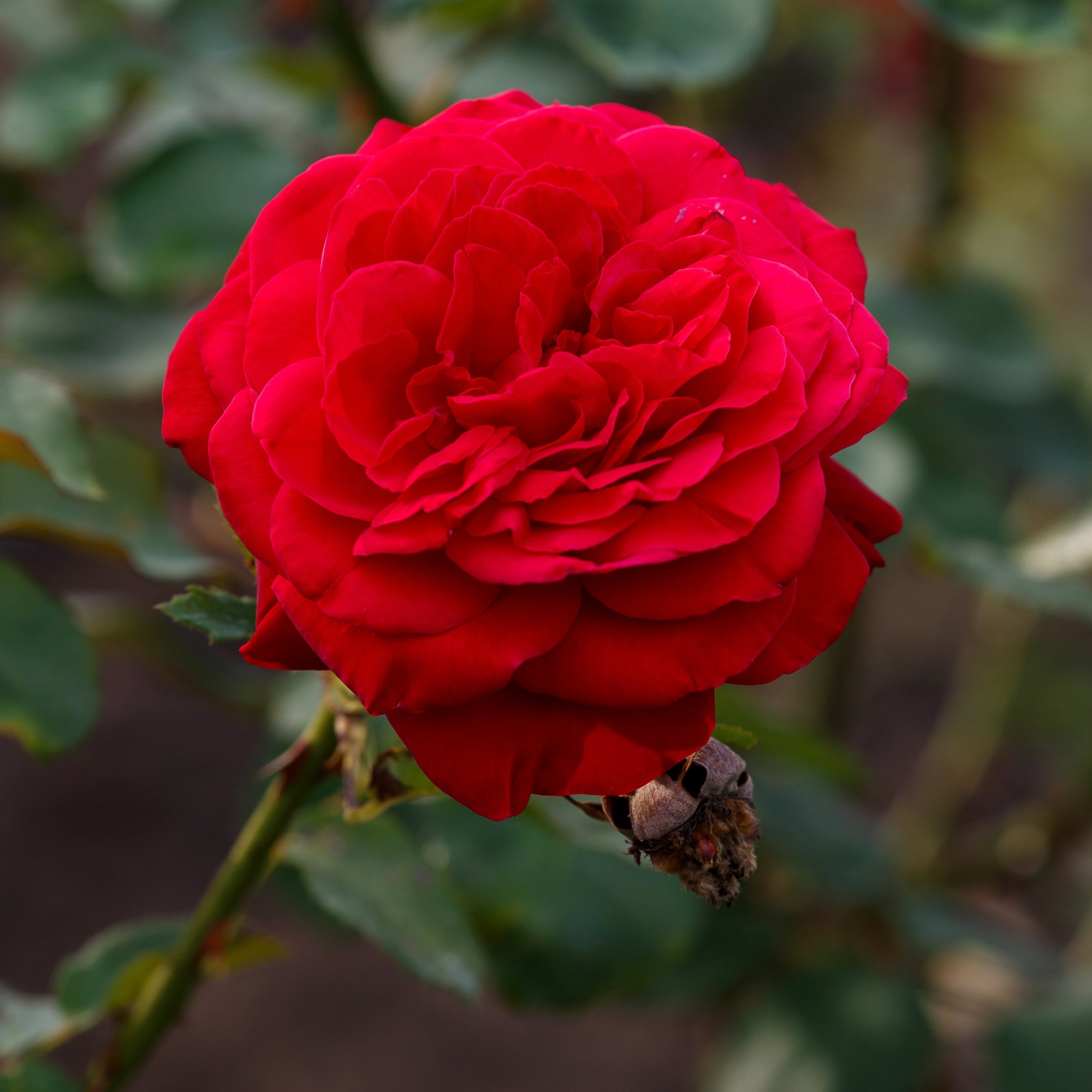 Bakker Rosiers Dame de Coeur rosier à grandes fleurs pot 4L rouge