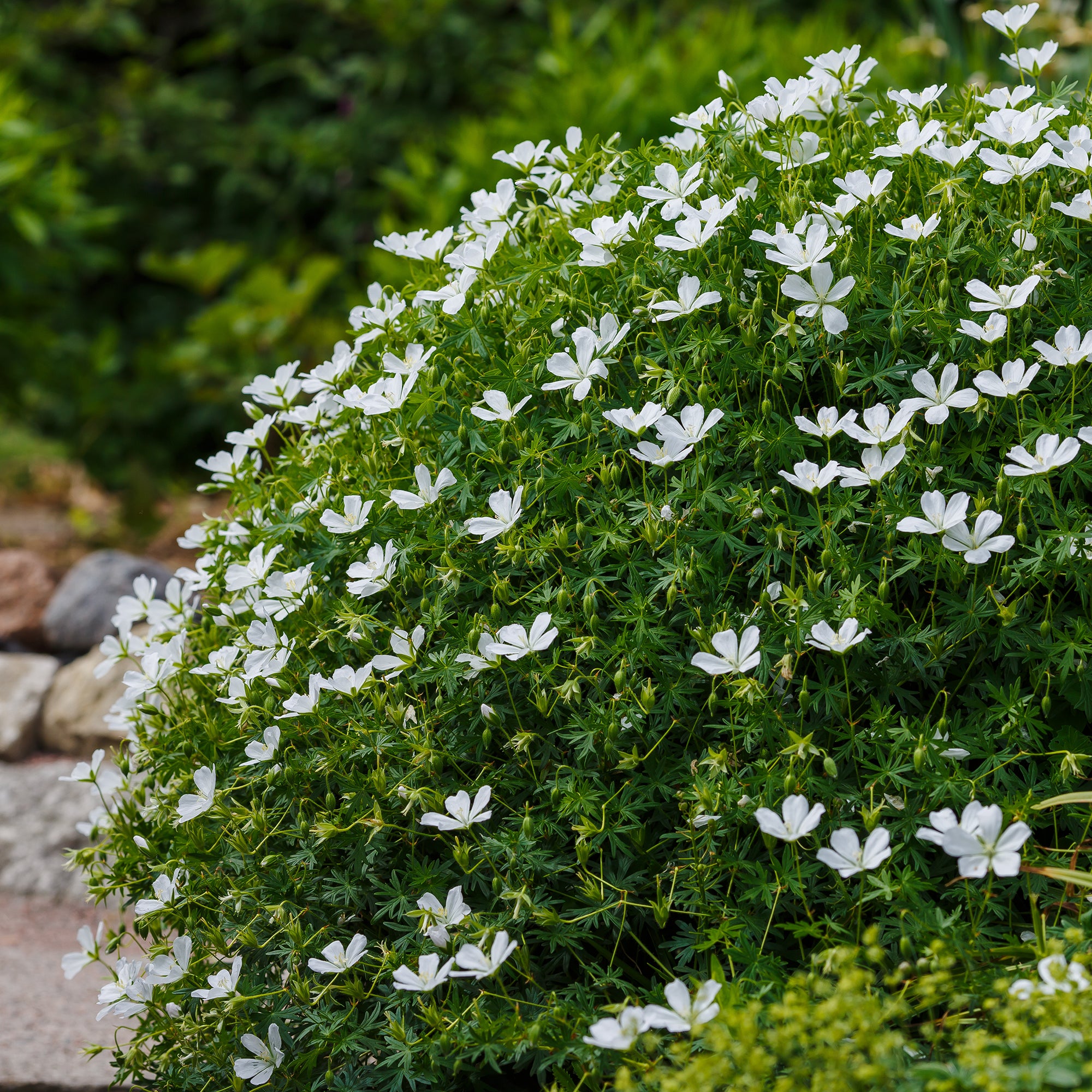 Bakker Plantes vivaces Géranium Album plante vivace pot 9cm blanc