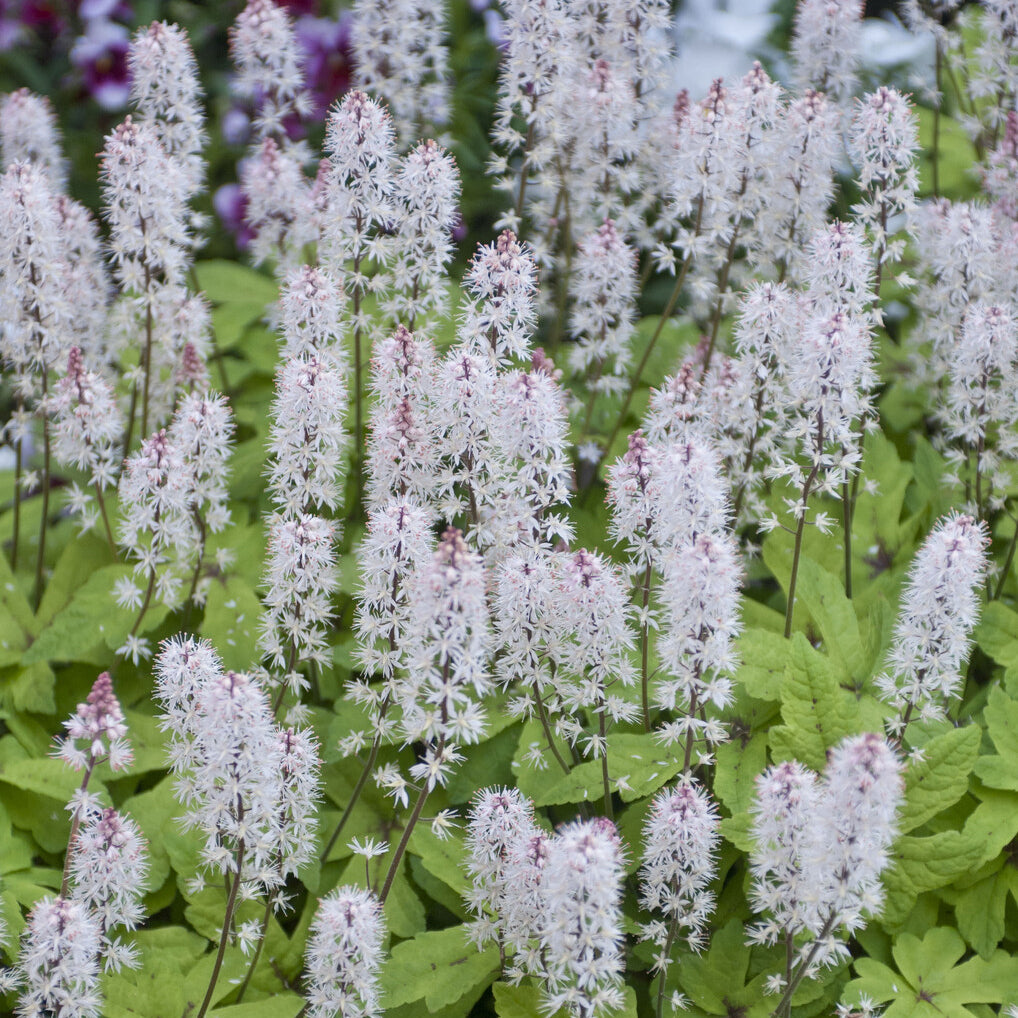 Bakker Tiarelle Spring Symphony plante vivace pot Ø 9cm blanc