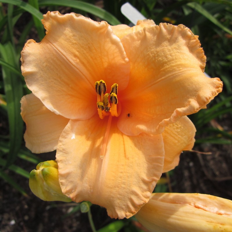 Passion Vivaces Hemerocallis Flame of Fortune plante pot 1 litre