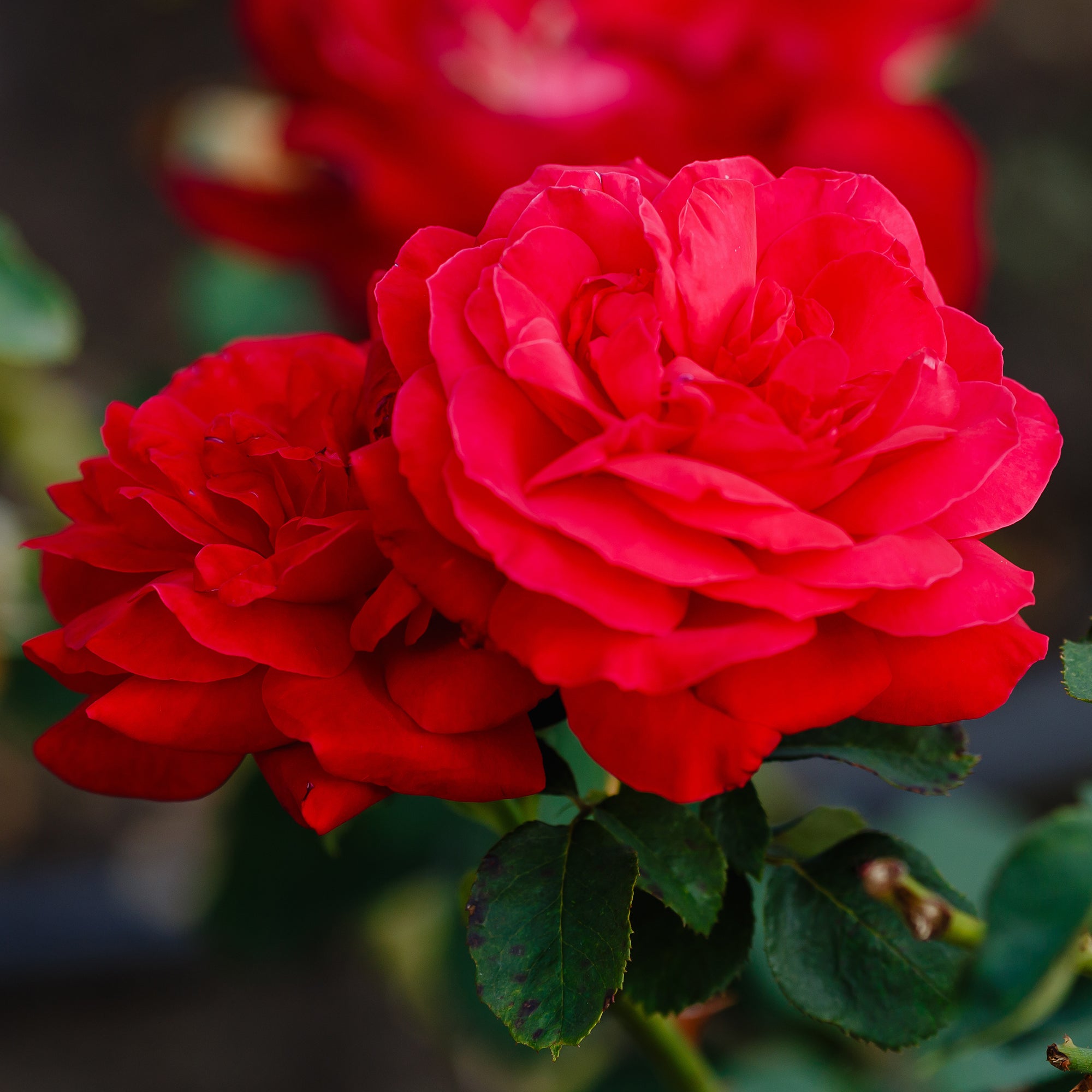 Bakker Rosiers Dame de Coeur rosier à grandes fleurs pot 4L rouge