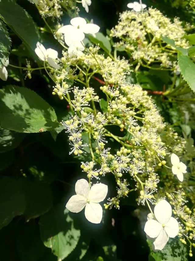 Pétiolaris Miranda hortensia grimpant panaché