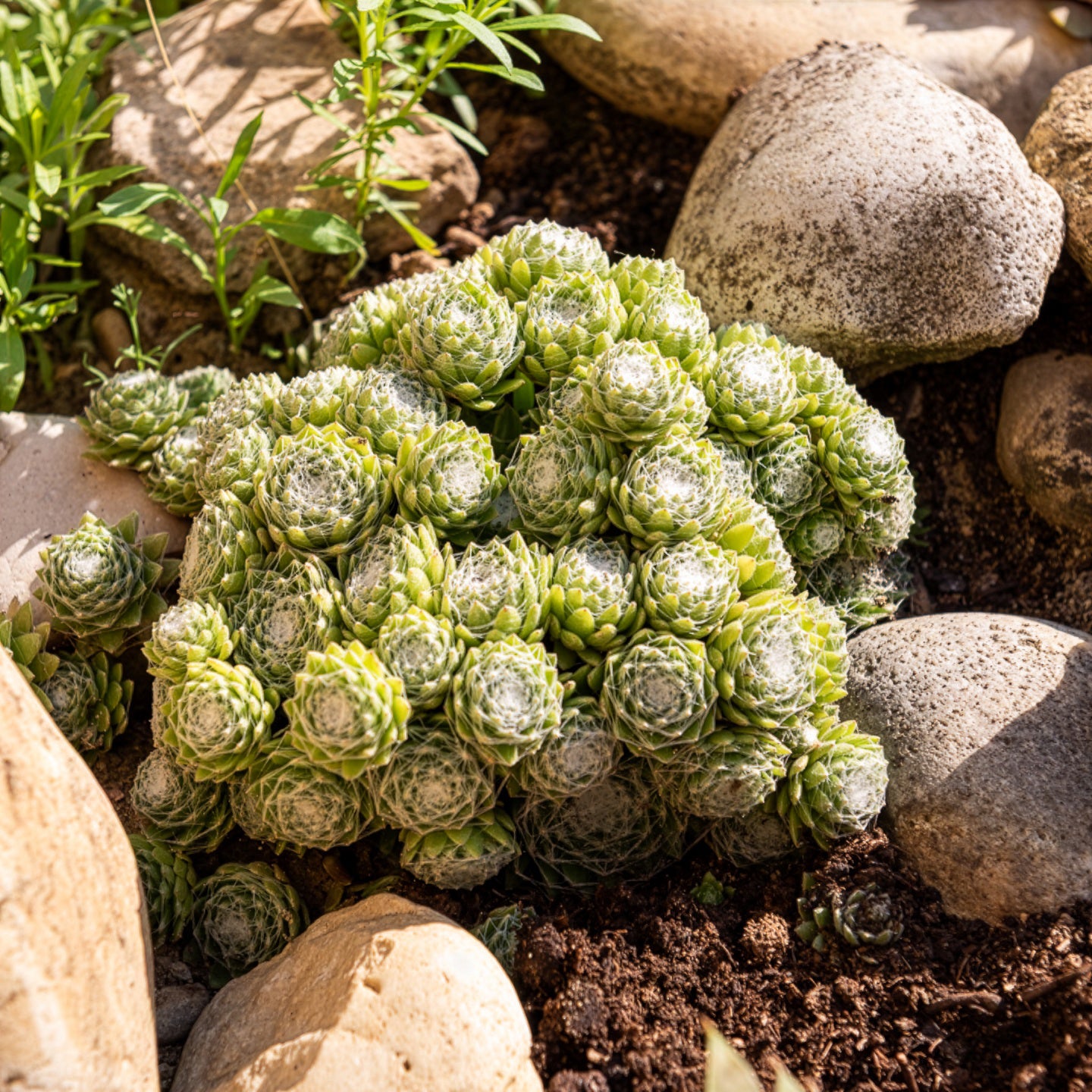 Bakker Joubarbe Arctic White Sempervivum plante grasse pot 9cm