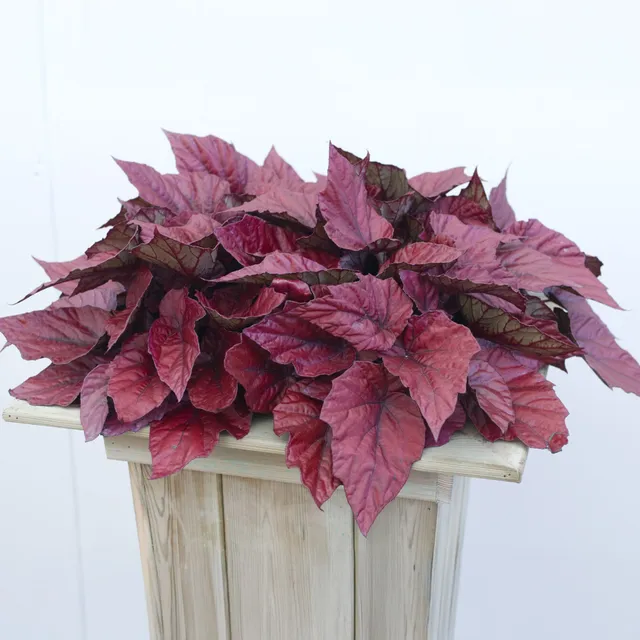 Bakker Beleaf Inca Flame bégonia pot Ø12cm rouge