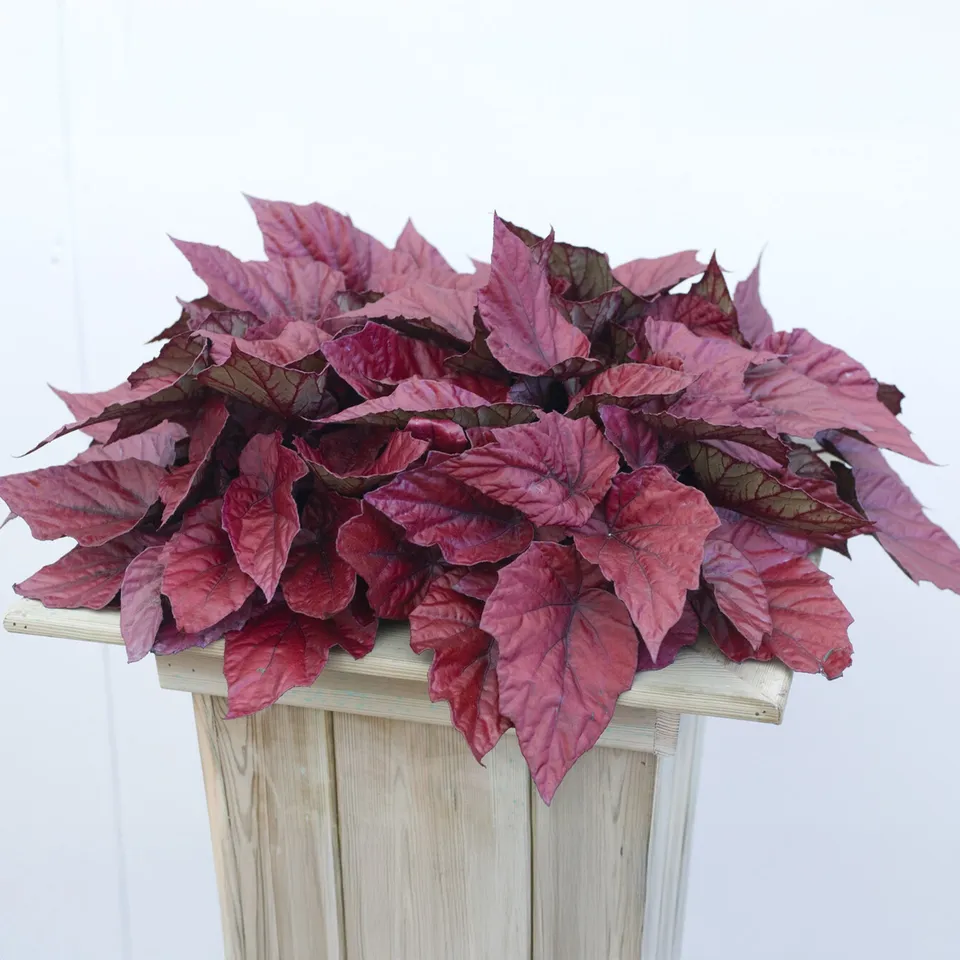 Bakker Beleaf Inca Flame bégonia pot Ø12cm rouge