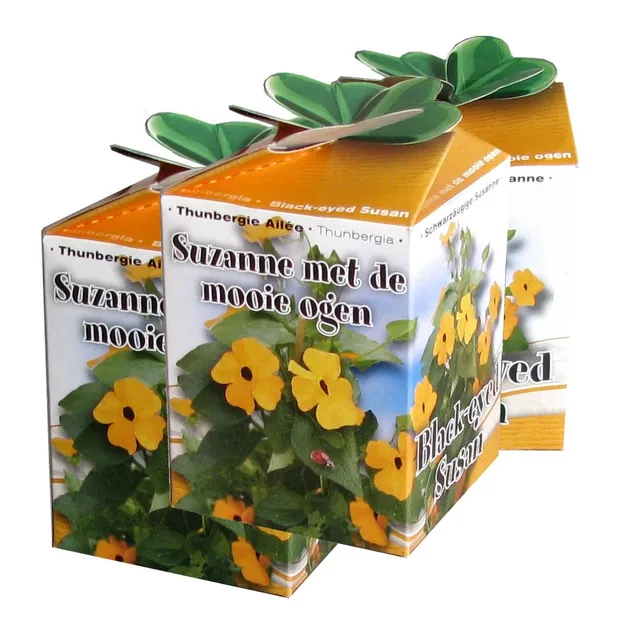 Bakker Suzanne yeux noirs kit graines grimpante jaune orange