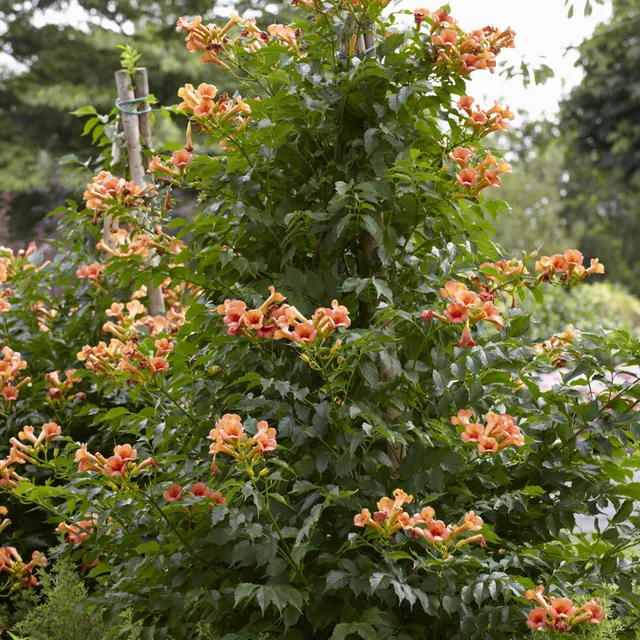 Bakker Indian Summer bignone grimpante pot 2L fleurs orange