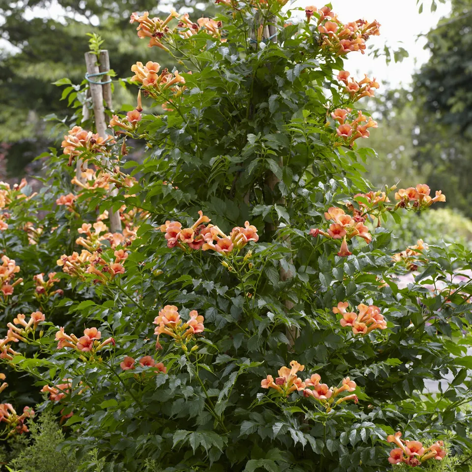 Bakker Indian Summer bignone grimpante pot 2L fleurs orange