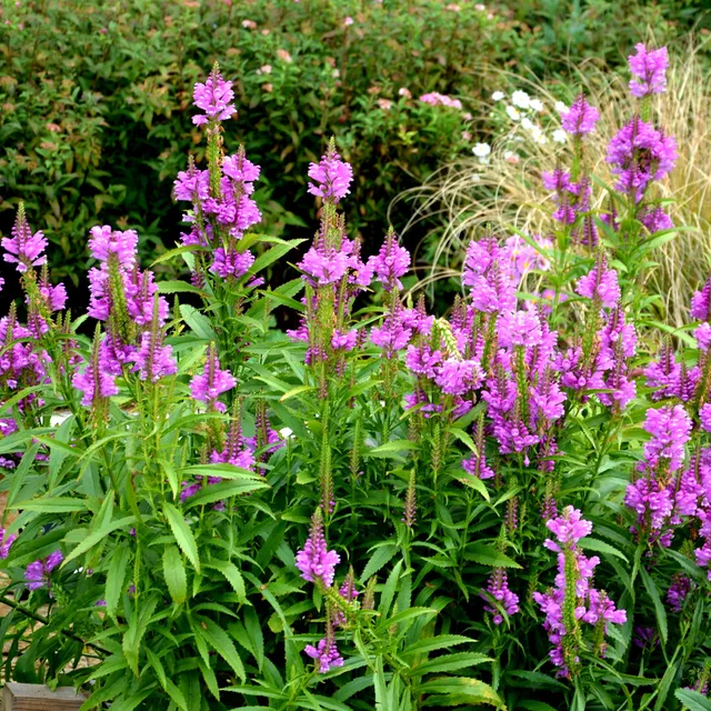 Bakker Cataleptique Vivid physostegia vivace pot Ø 9 fuchsia