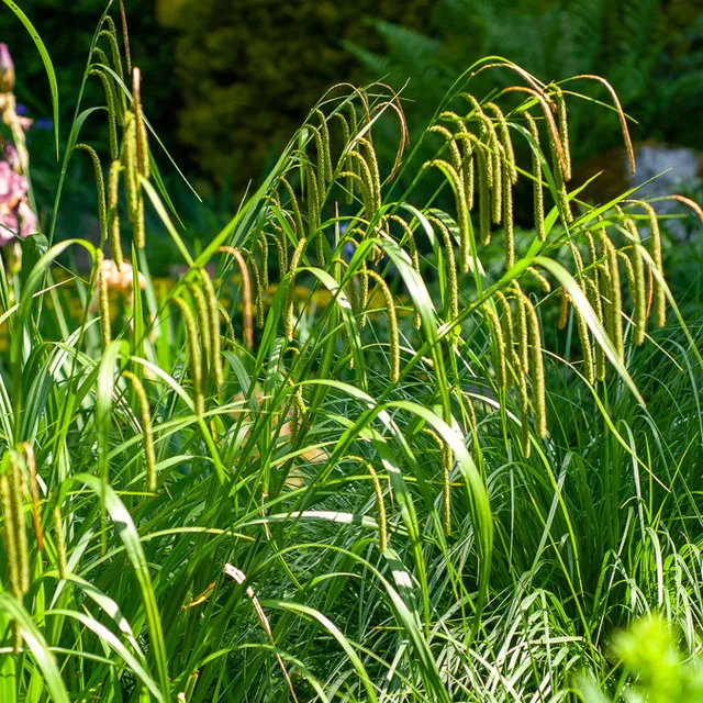 Bakker Carex pendula laîche pendante pot Ø9cm persistante