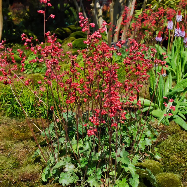 Bakker Heuchère Pluie de Feu vivace pot 9cm feuillage rouge