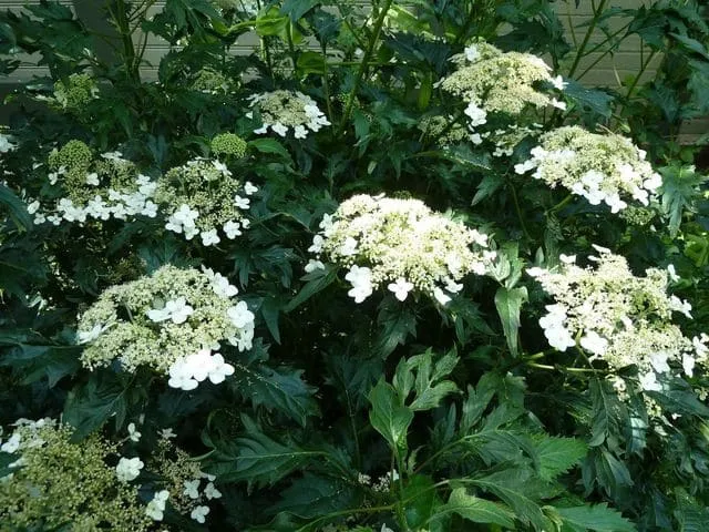 Les Hortensias du Haut Bois Emerald lace hortensia arborescent blanc