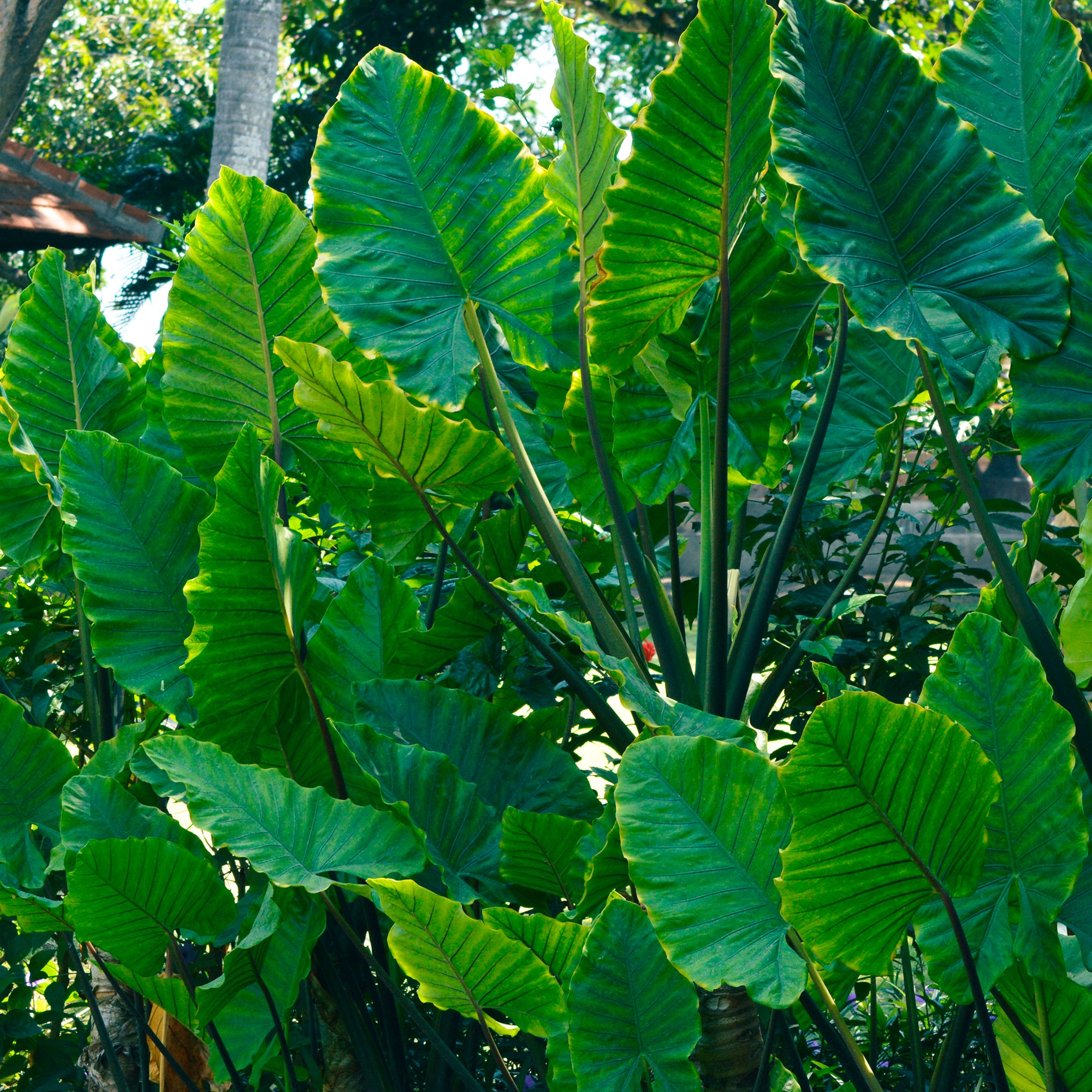 Bakker Alocasia Macrorrhiza plante verte pot 17cm 50-65cm