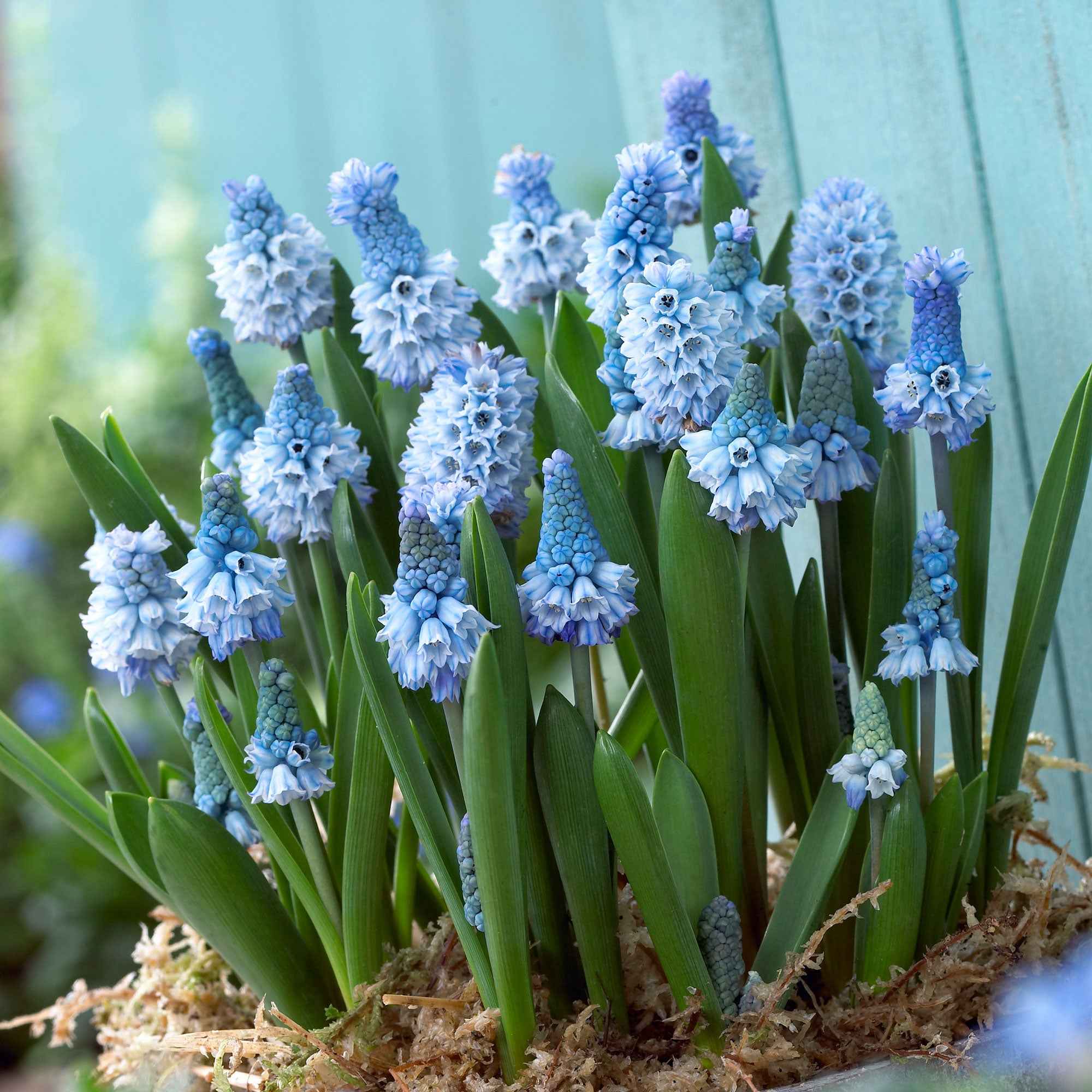 Bakker Muscaris azuré bulbes bleus sachet 15 printemps