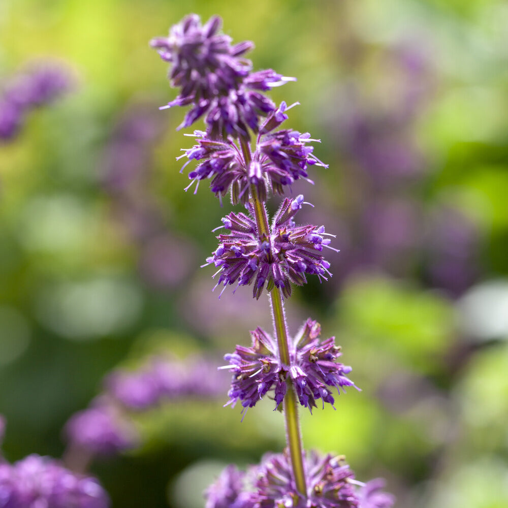 Bakker Sauge verticillée Purple Rain vivace pot Ø 9cm violet