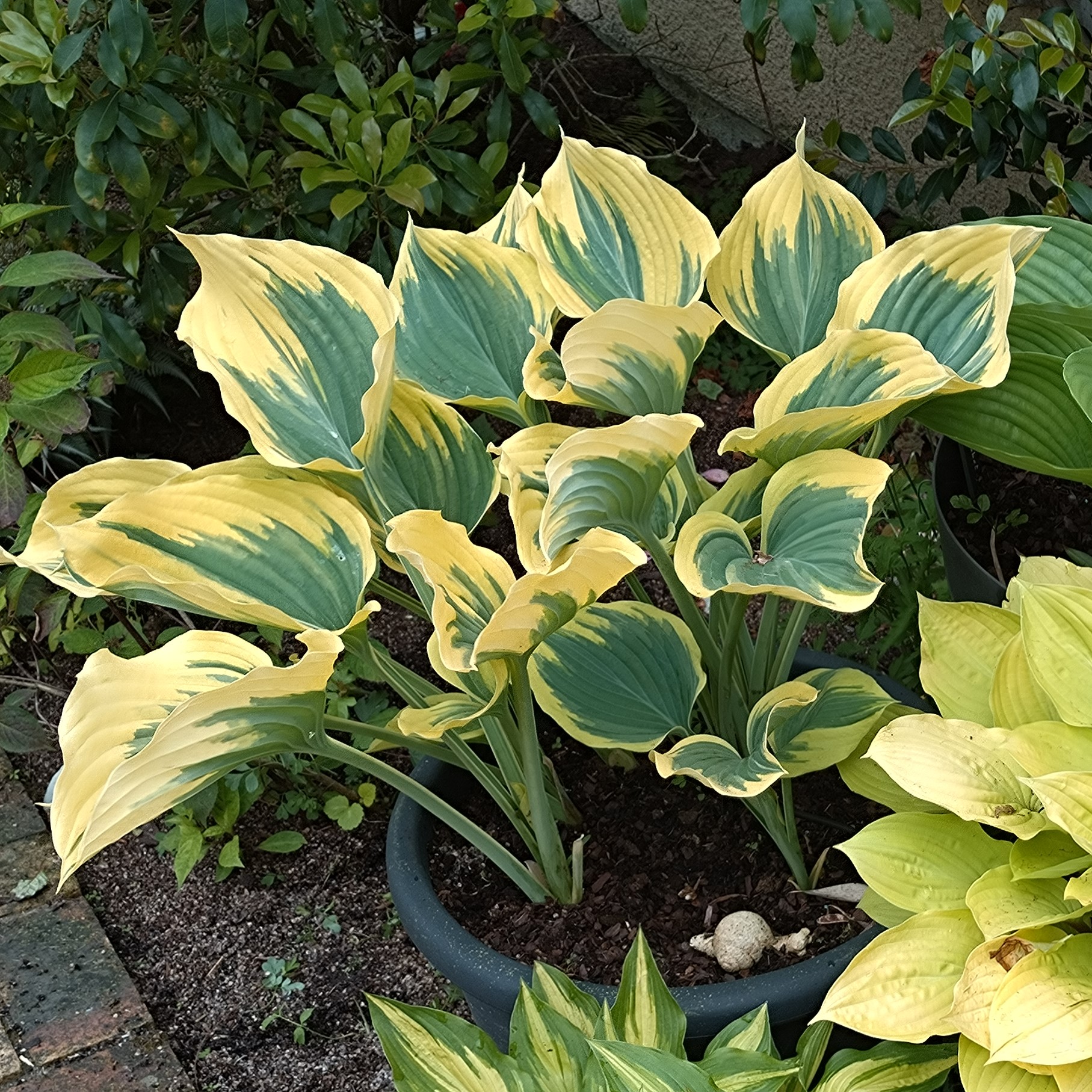 Passion Vivaces Hosta Liberty plante vivace godet 1 L panaché