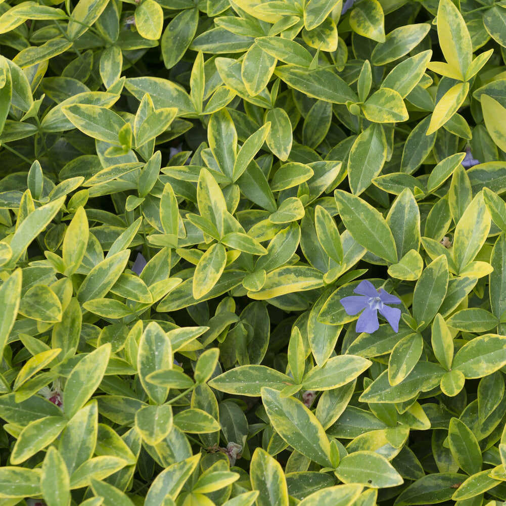 Bakker Aureovariegata petite pervenche couvre-sol pot 9cm