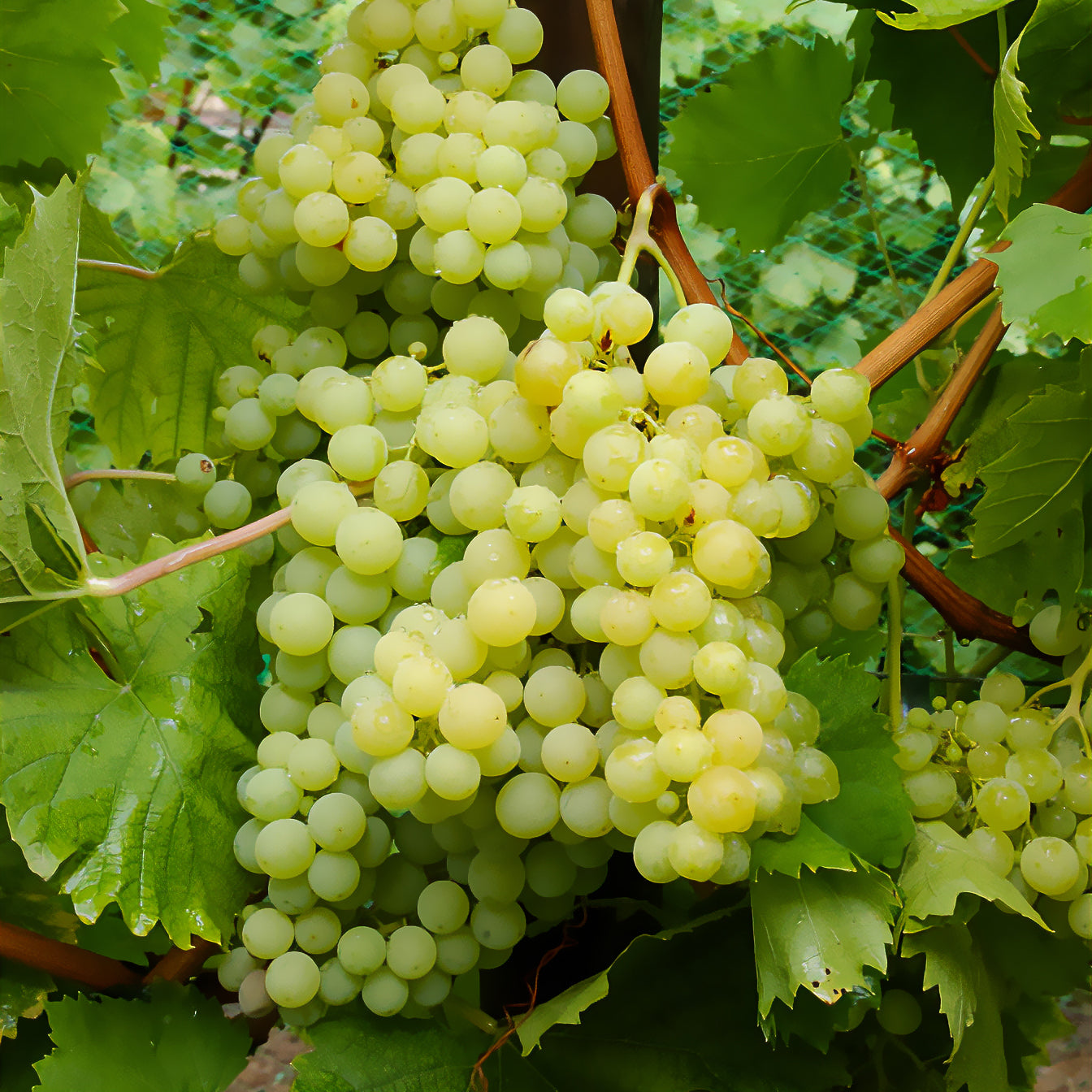 Bakker Exalta vigne blanche motte 2 ans
