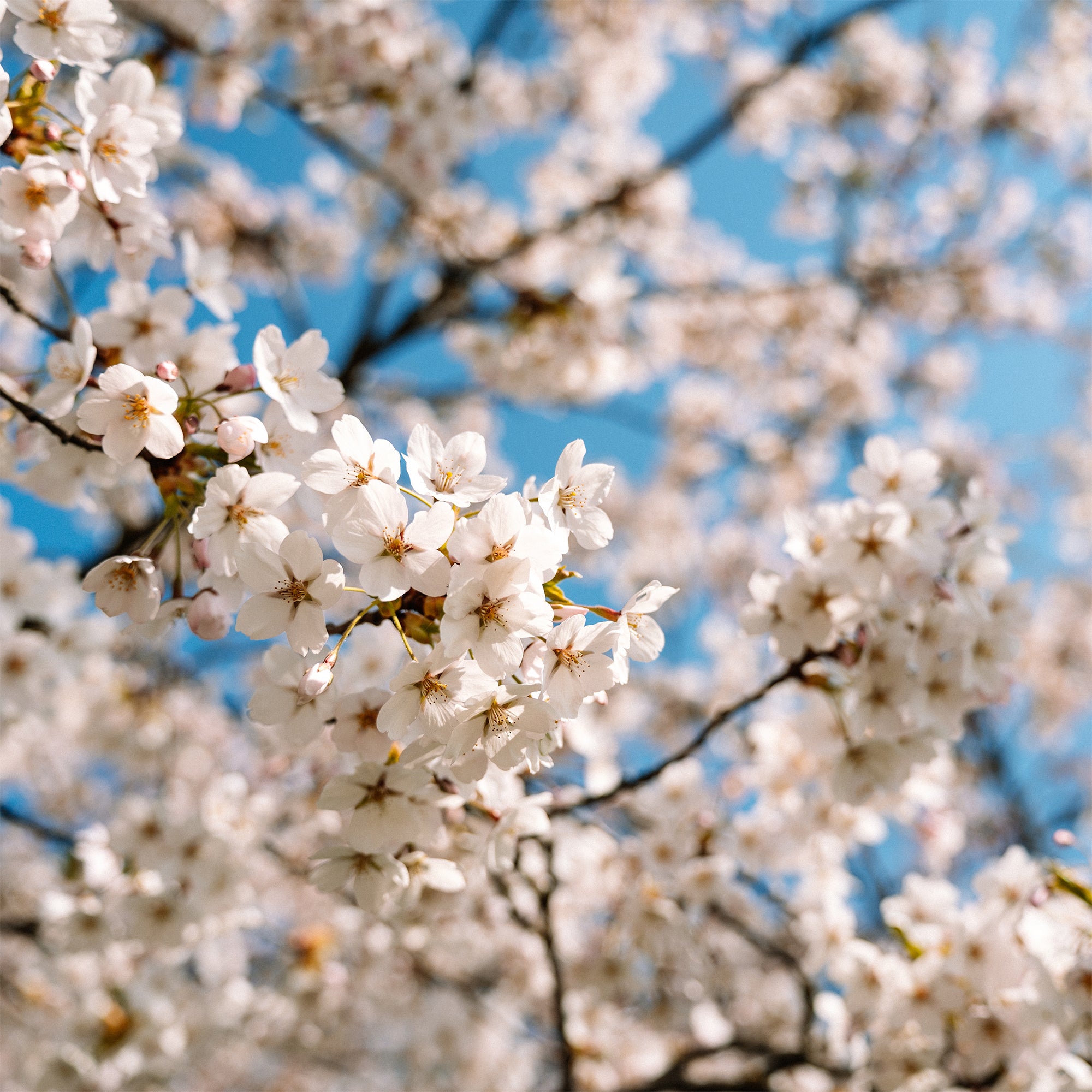 Bakker Cerisier du Japon Brillant arbre pot 3L fleurs blanc rosé