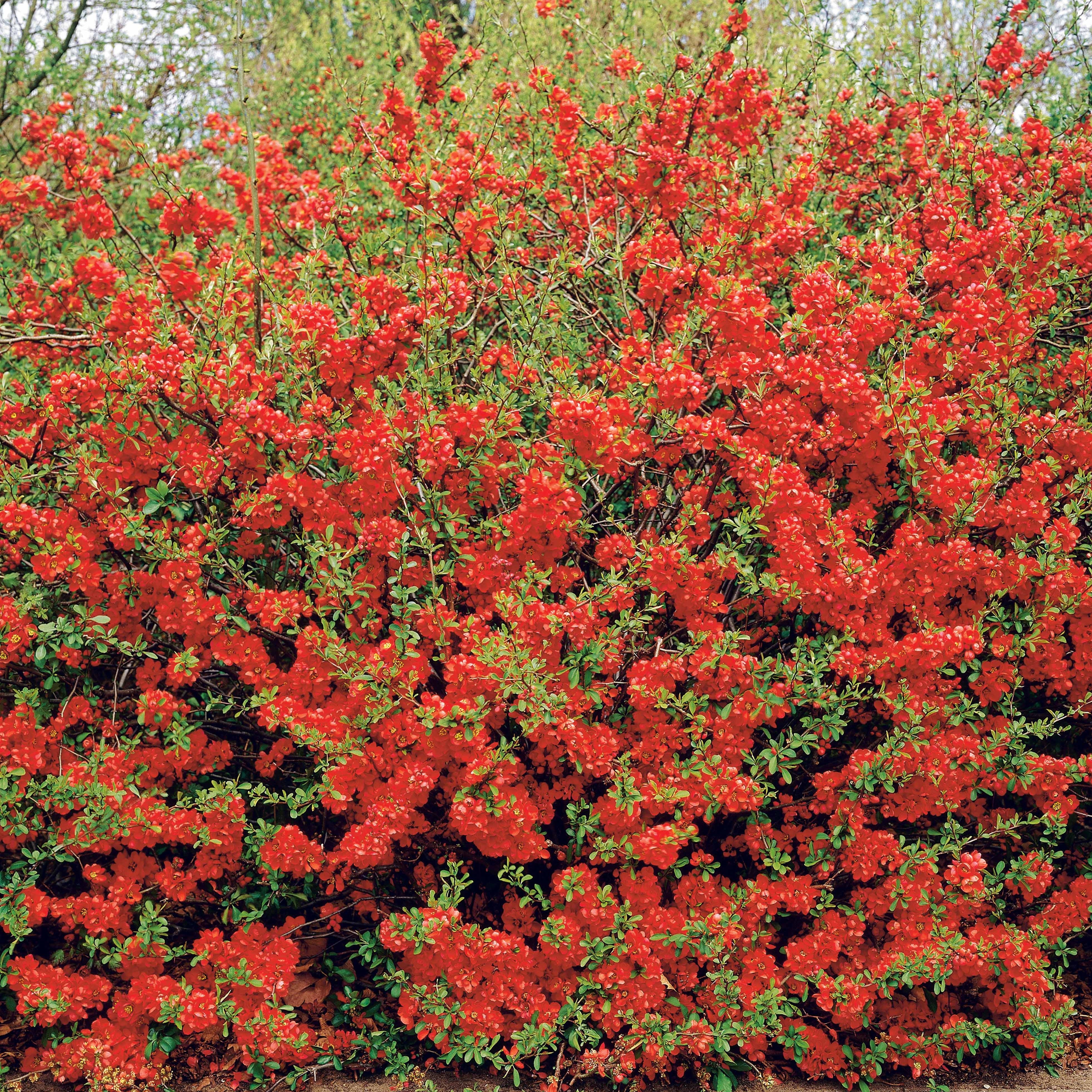 Bakker Cognassier du Japon 1.5L 30-40cm fleurs rouges