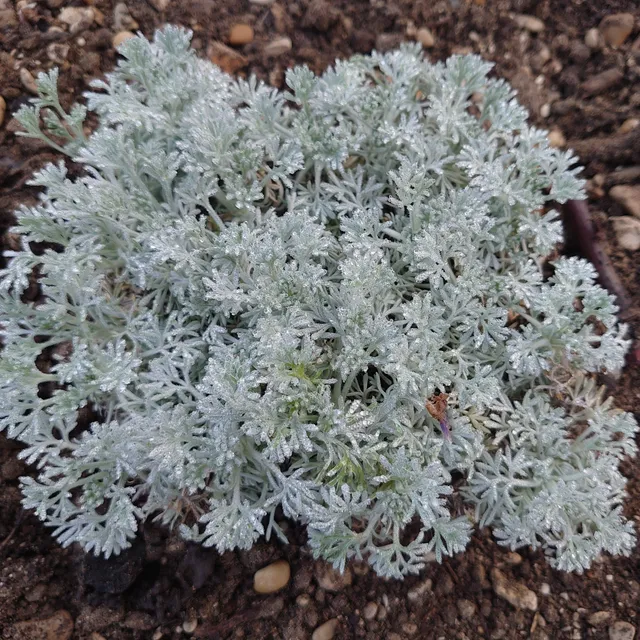 Passion Vivaces Artemisia lanata armoise couvre-sol pot 1L