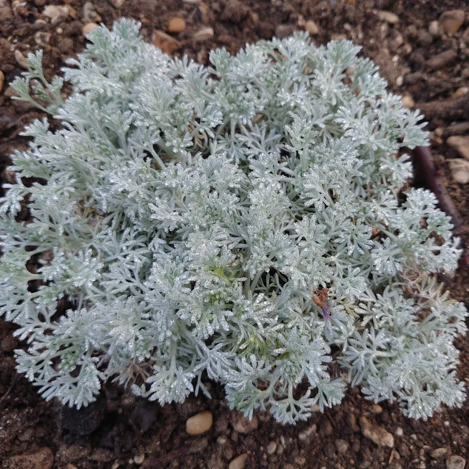 Passion Vivaces Artemisia lanata armoise couvre-sol pot 1L