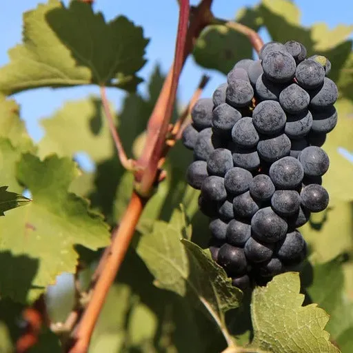 Bakker Vigne Merlot fruitier motte raisin noir