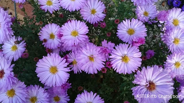 Aster novi-belgii Chatterbox plante vivace godet fleurs roses